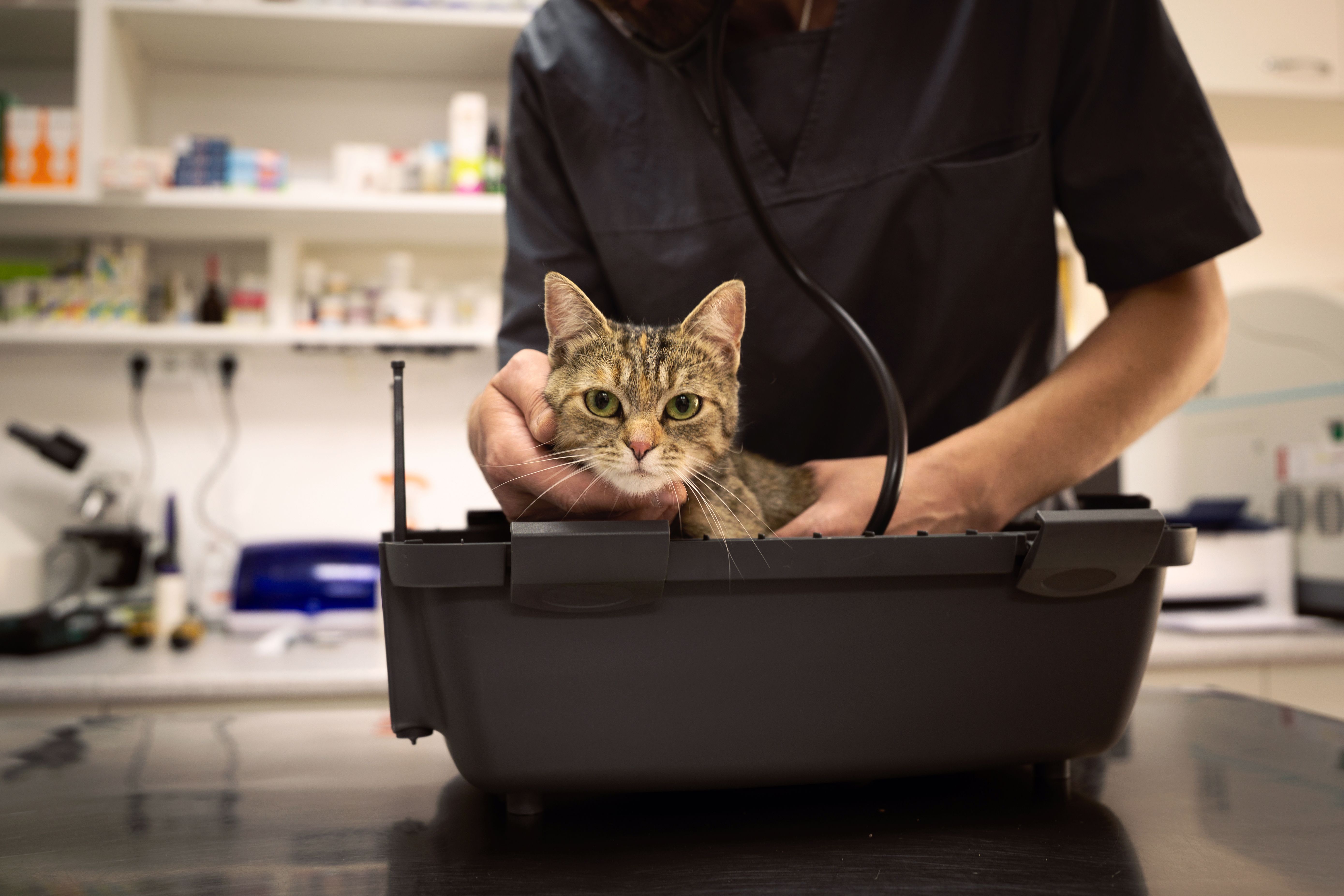 pet health check