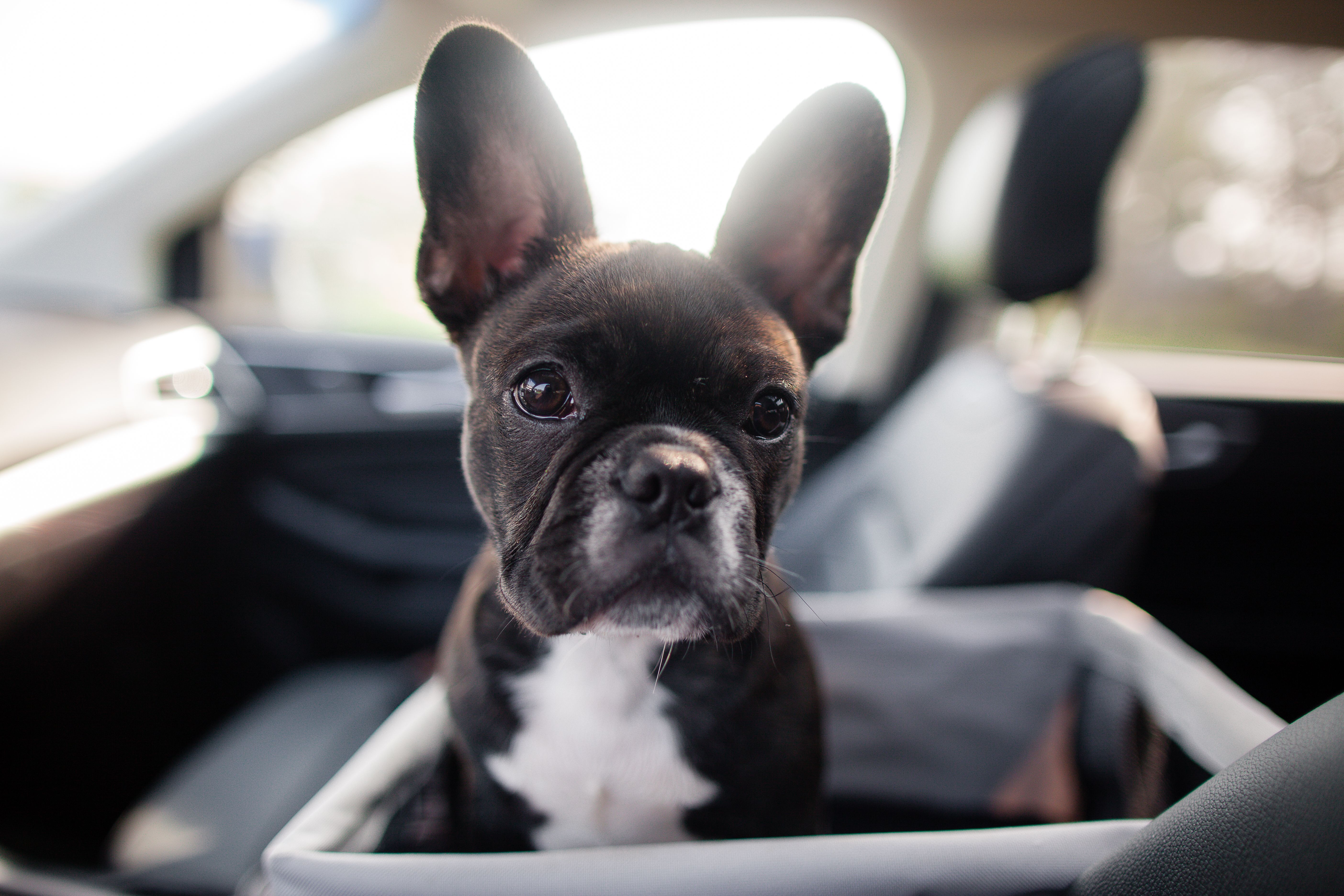 Young puppy in a car