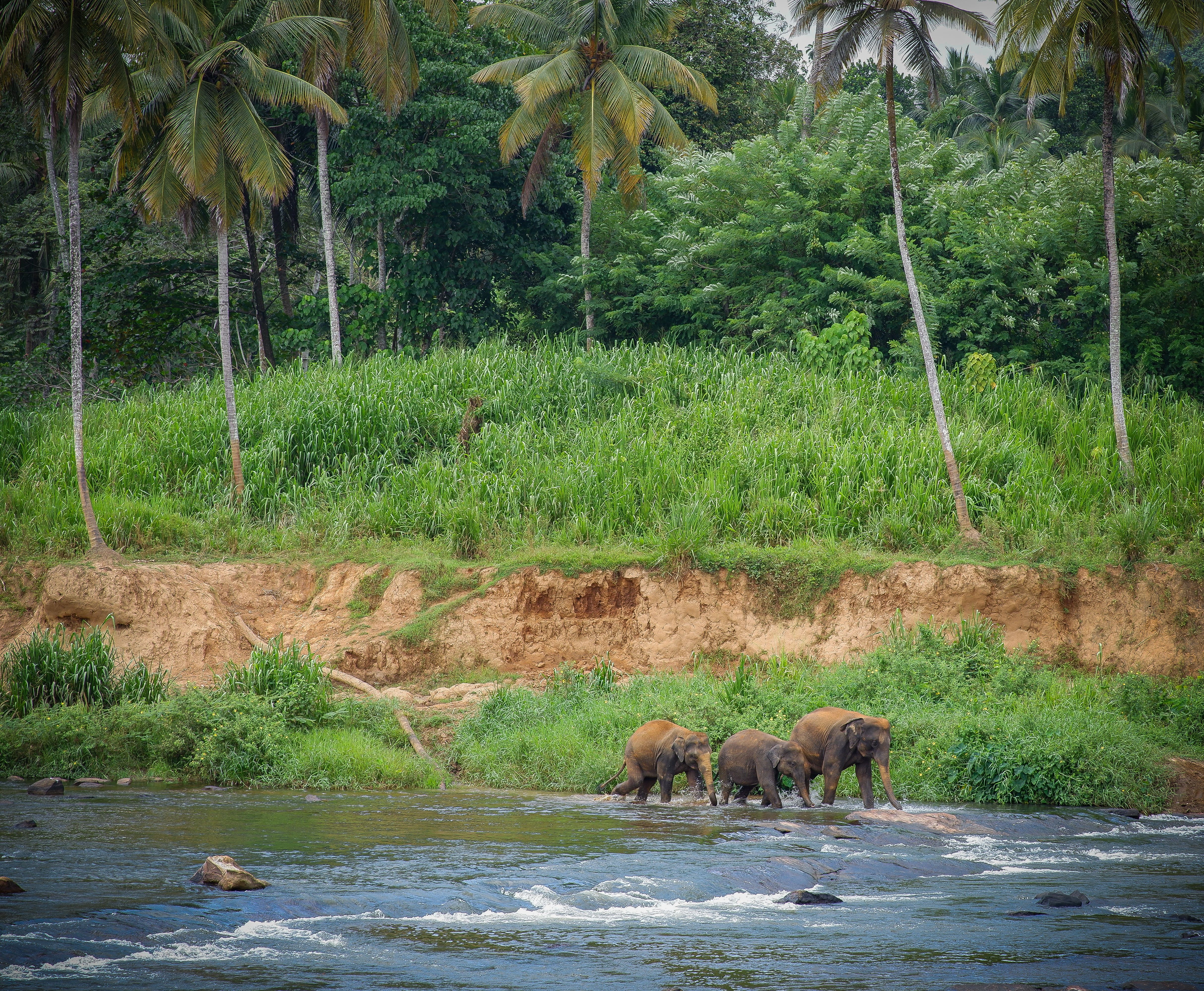 sri lanka wildlife