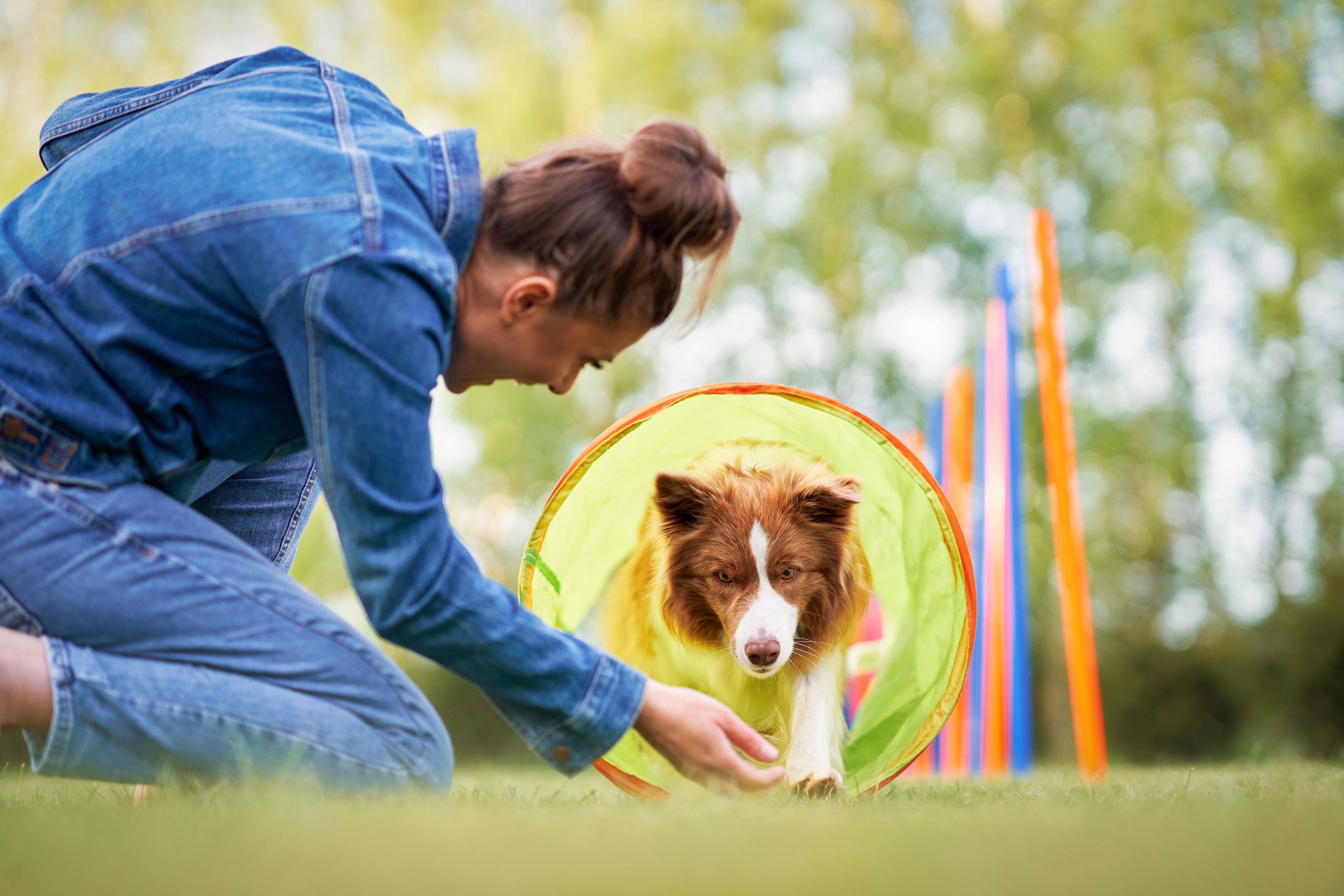 positive dog training