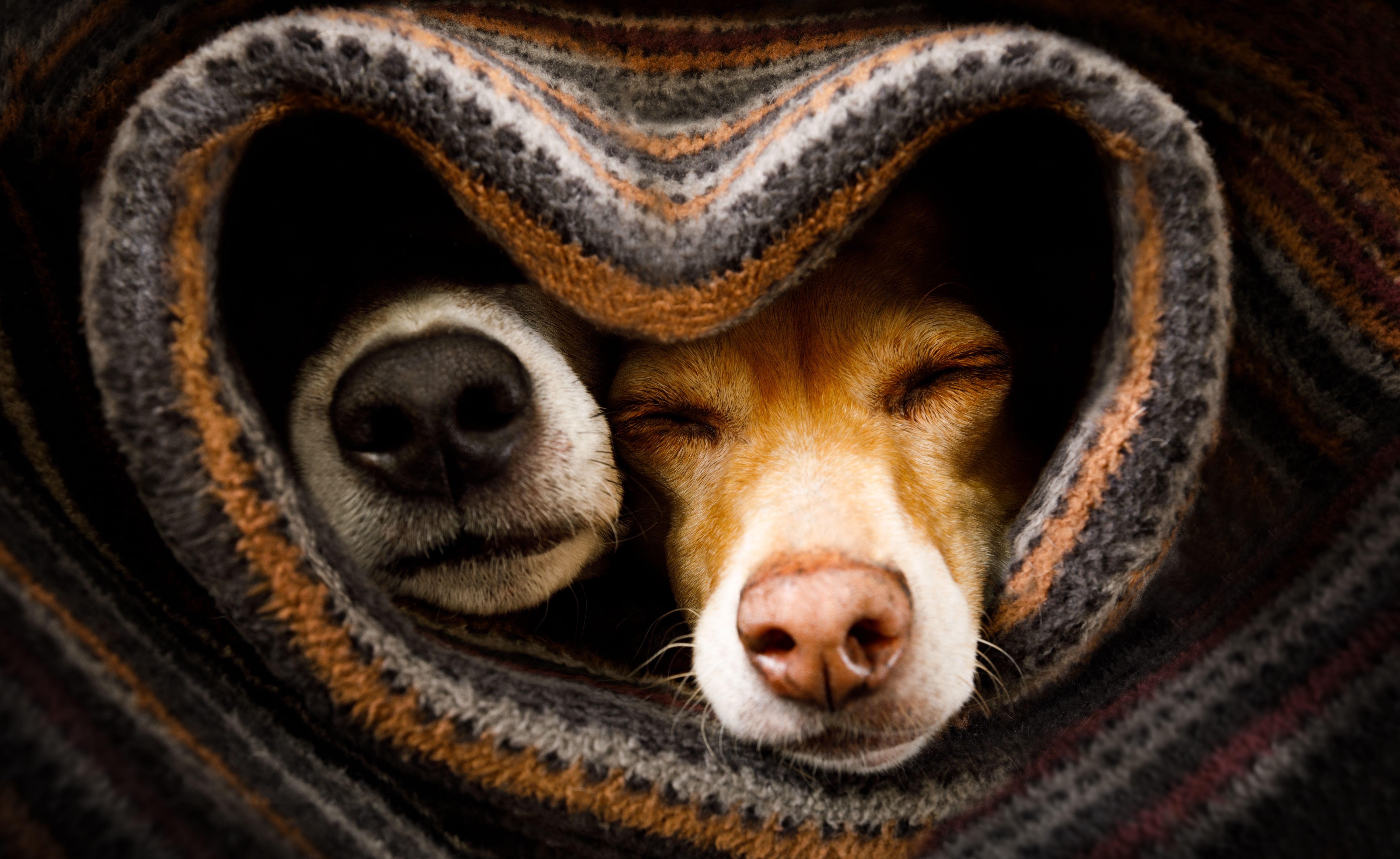 animal companionship