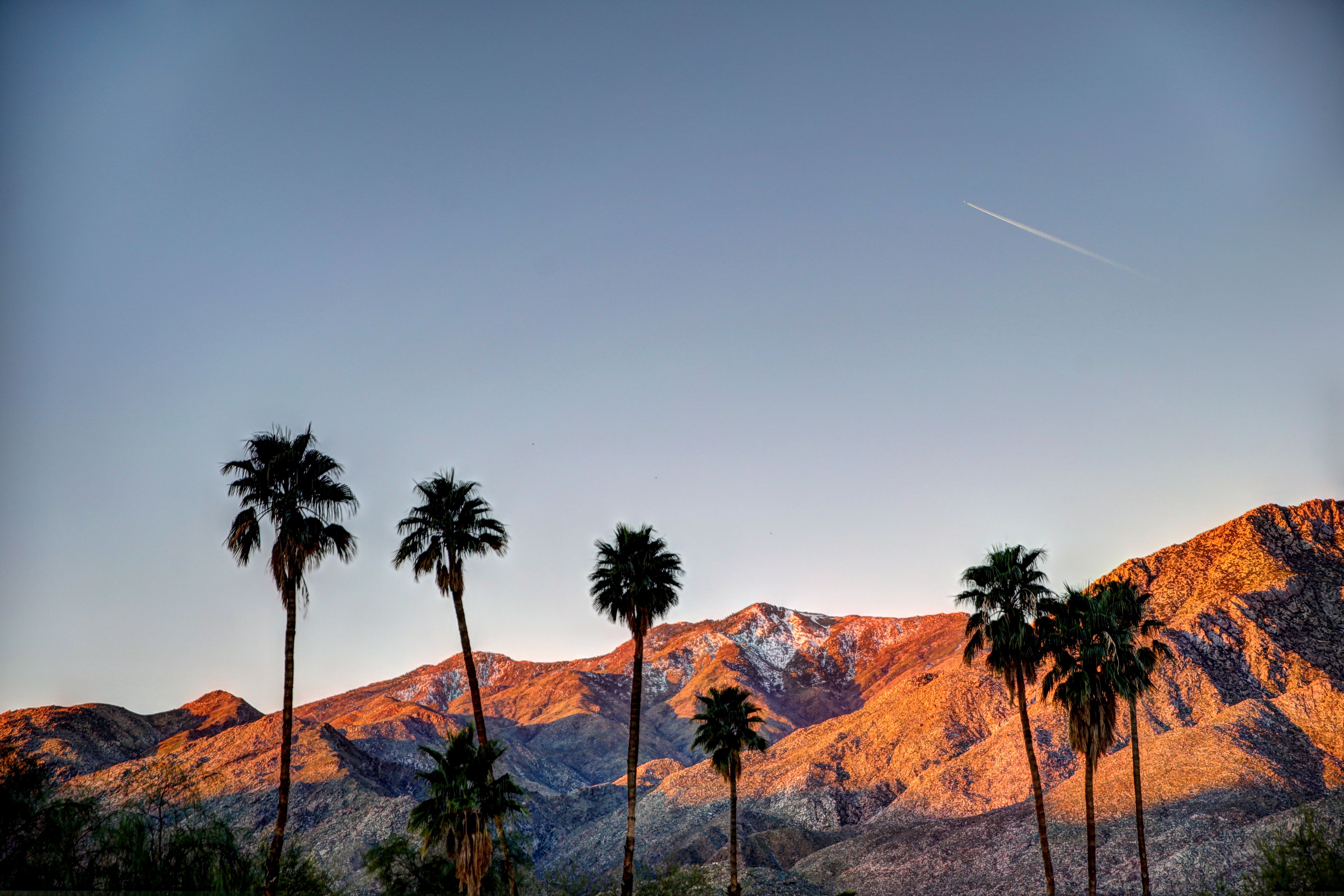 palm springs landscape