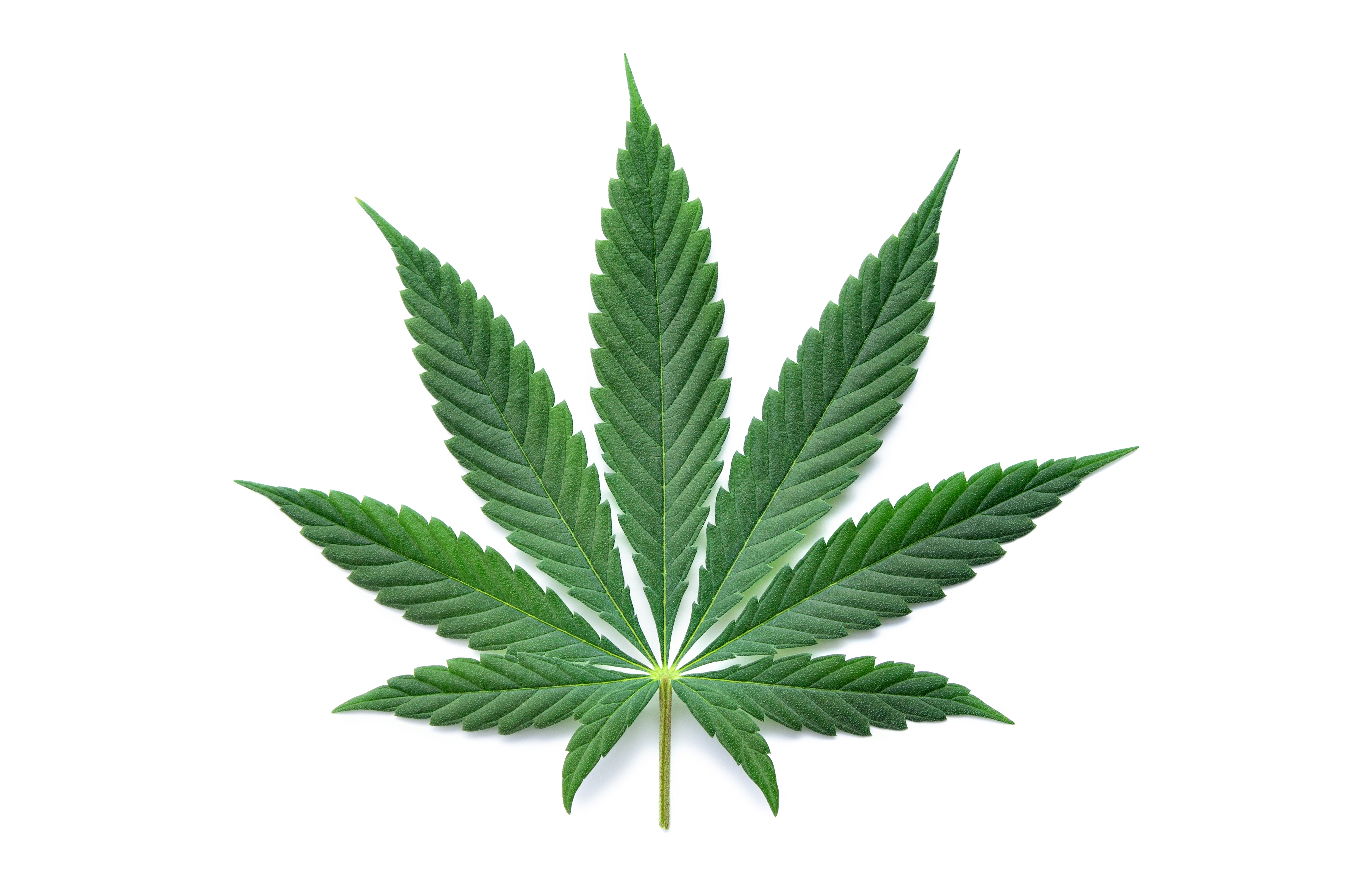 Green cannabis leaves isolated on white background. Growing medical marijuana
