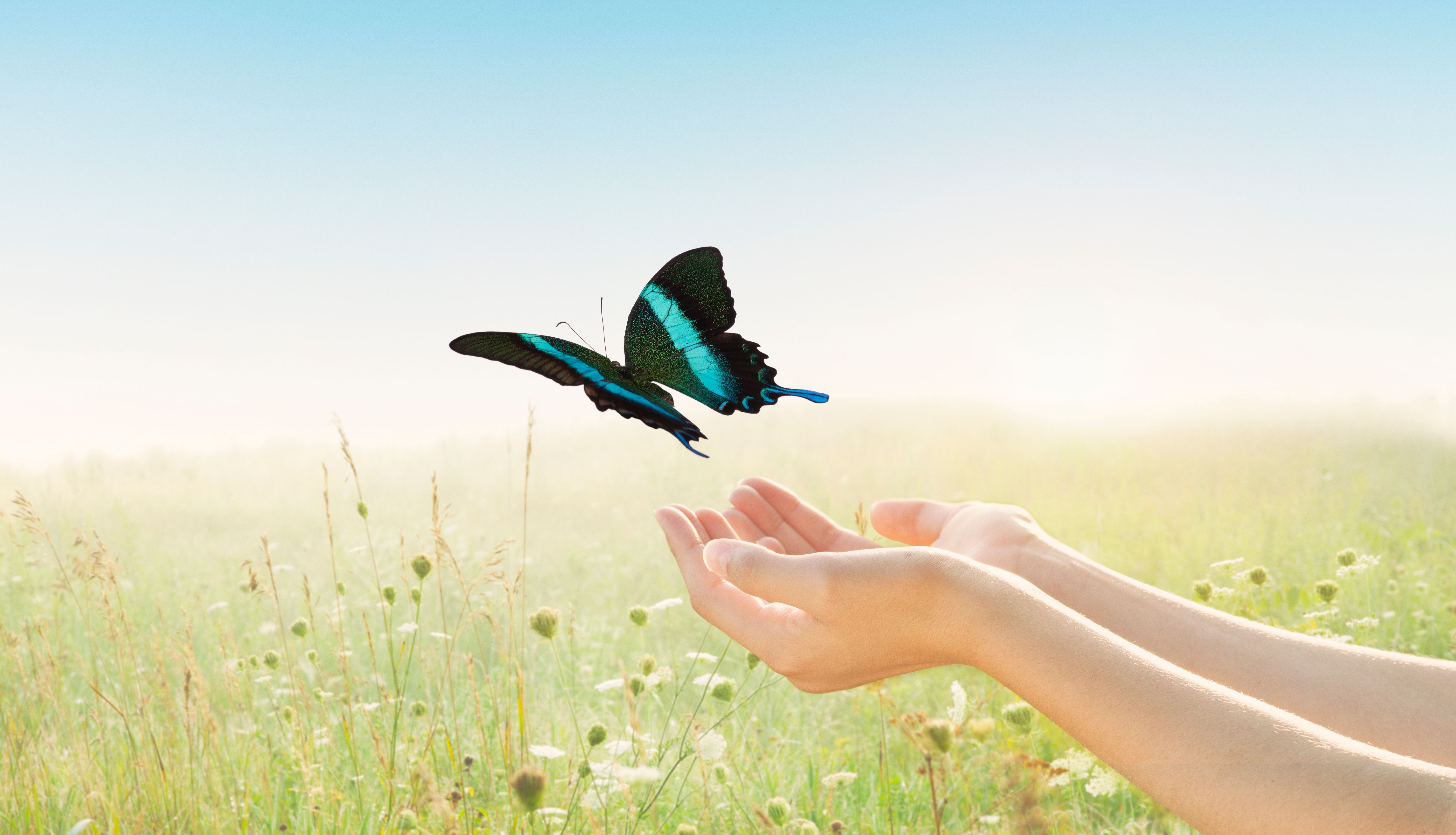Young female, arms outstretched open palms, releasing butterfly in field