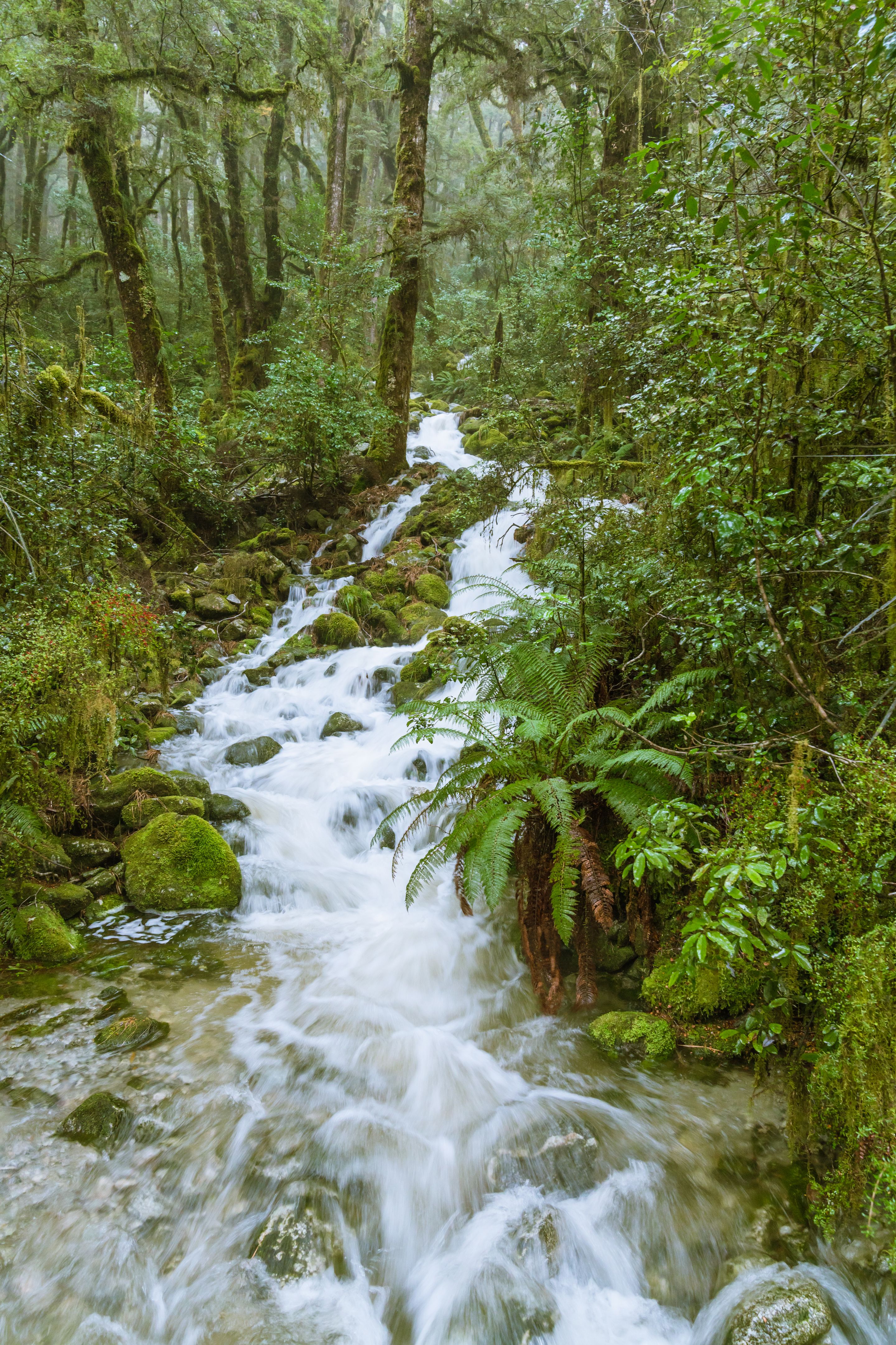 new zealand native plants