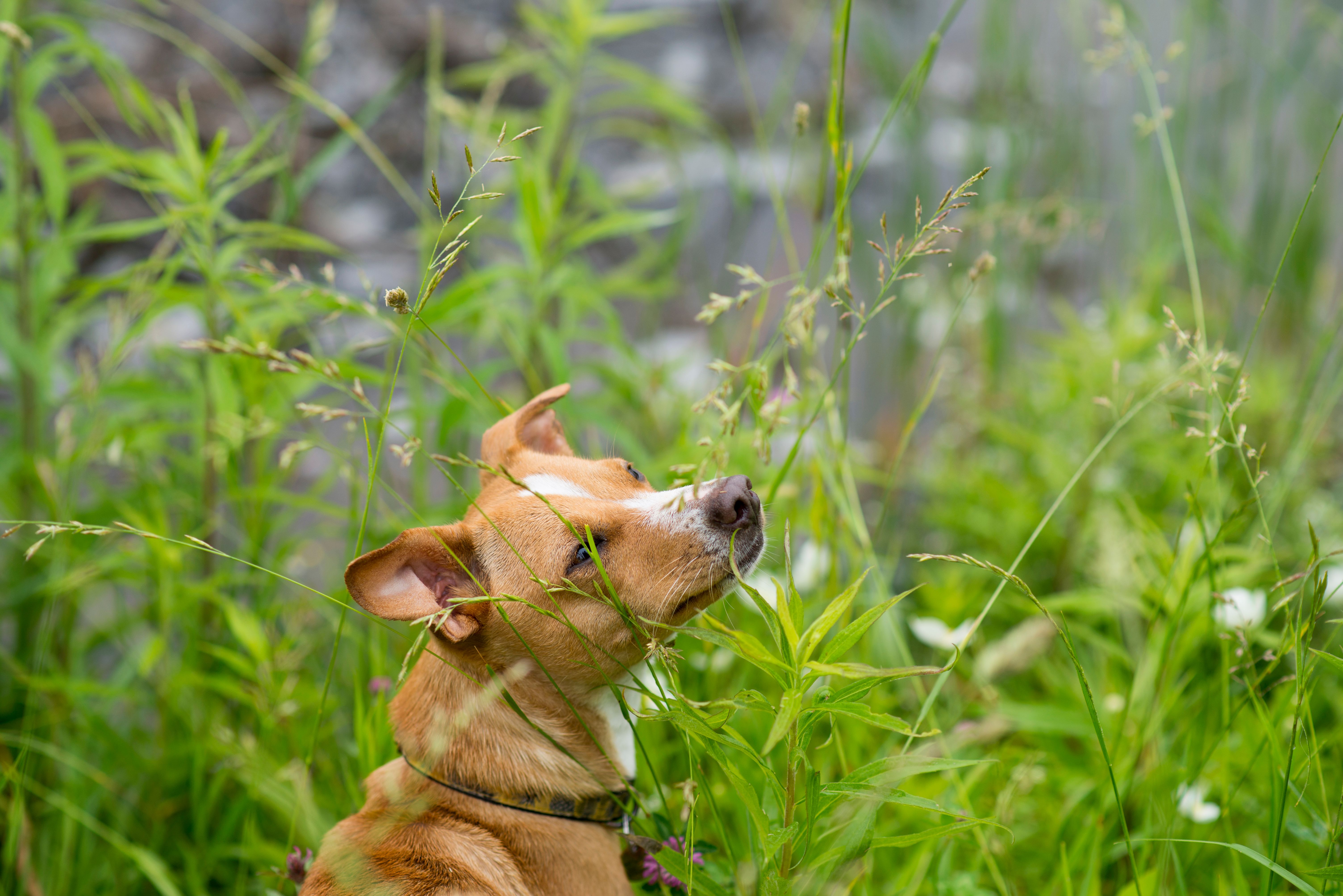 chihuahua raincoat