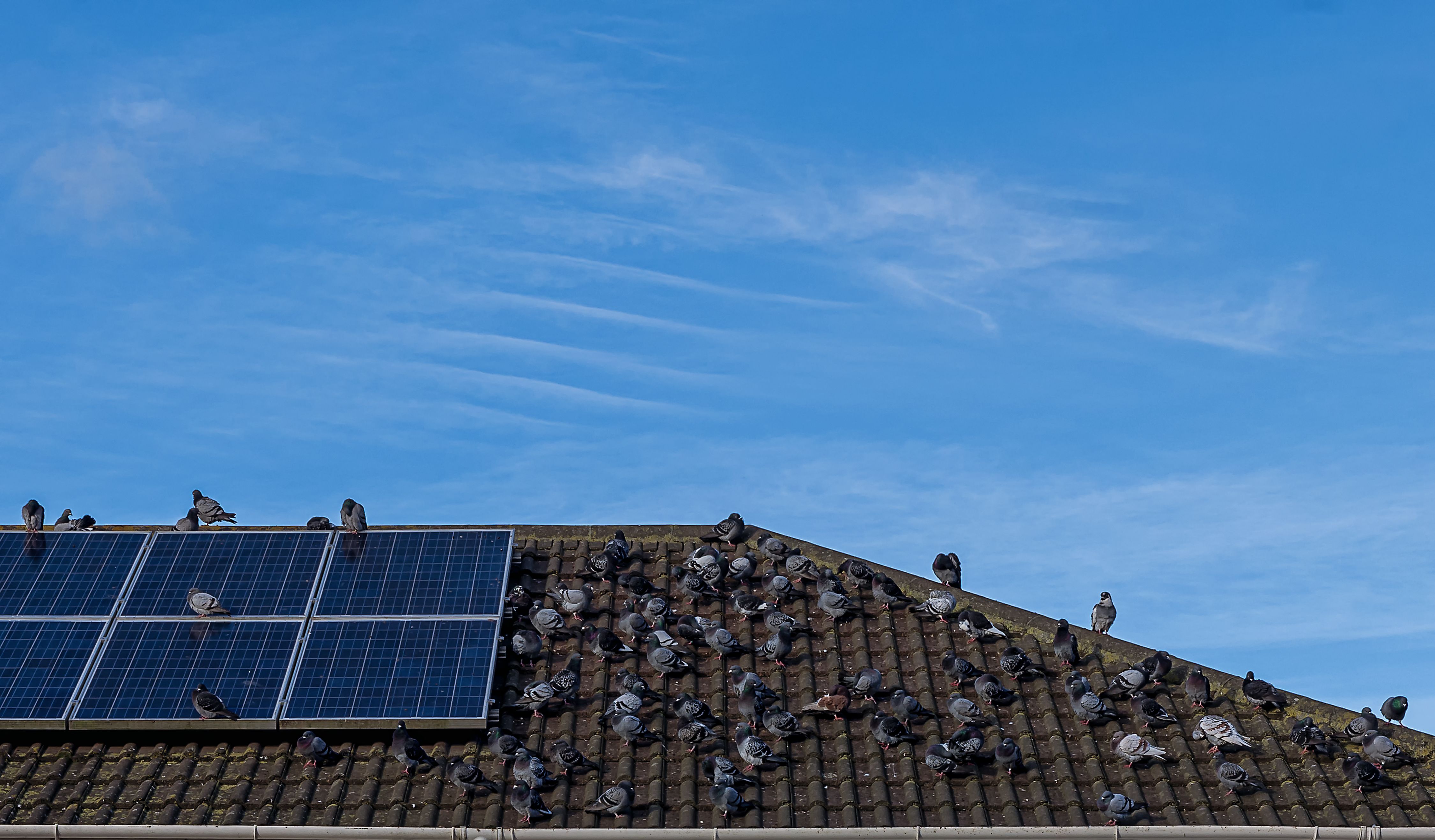 Pigeons on the roof.