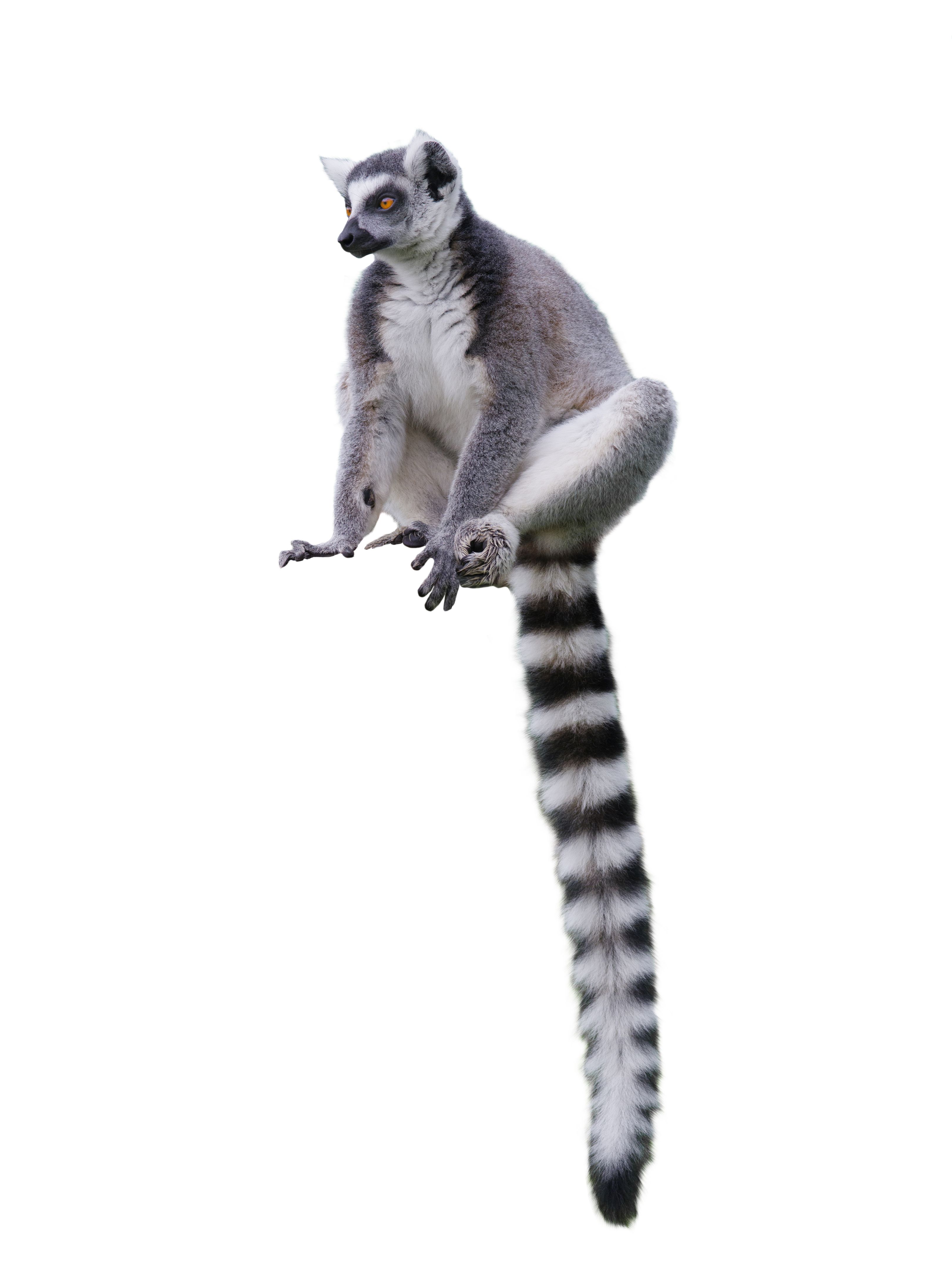 lemurs