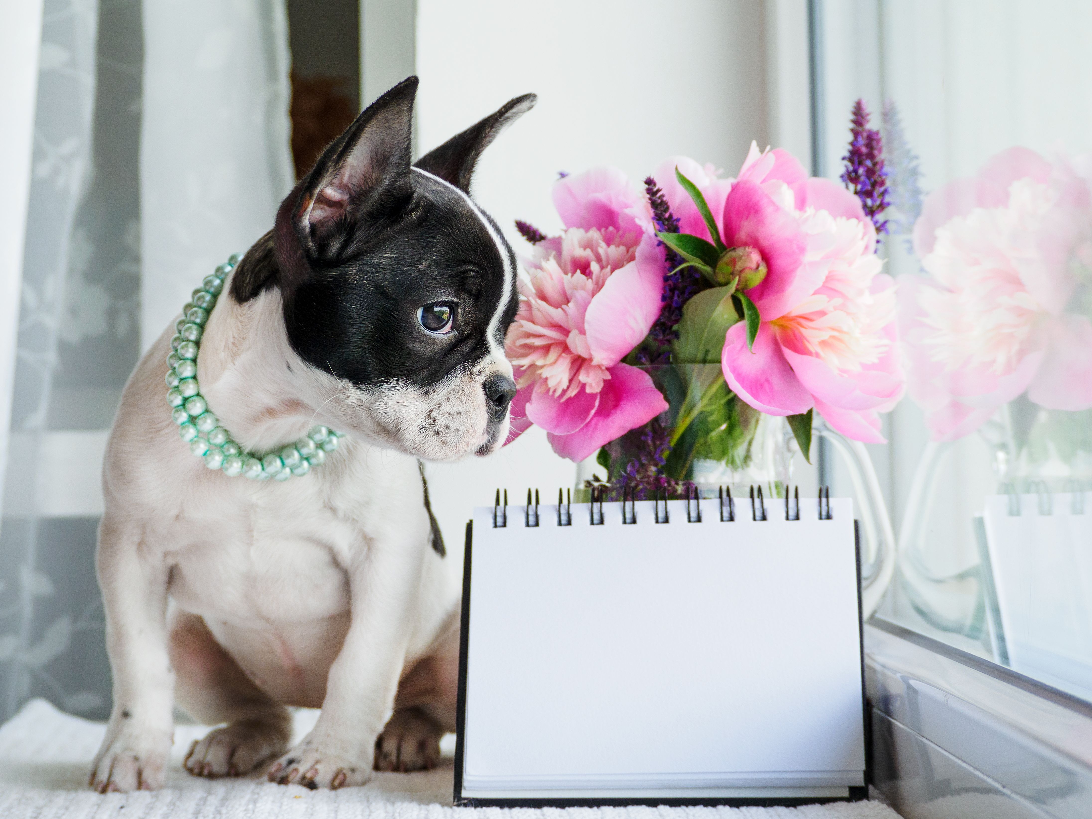 Cute puppy, bouquet of bright flowers and notepad. Cute puppy, bouquet of bright flowers and notepad.