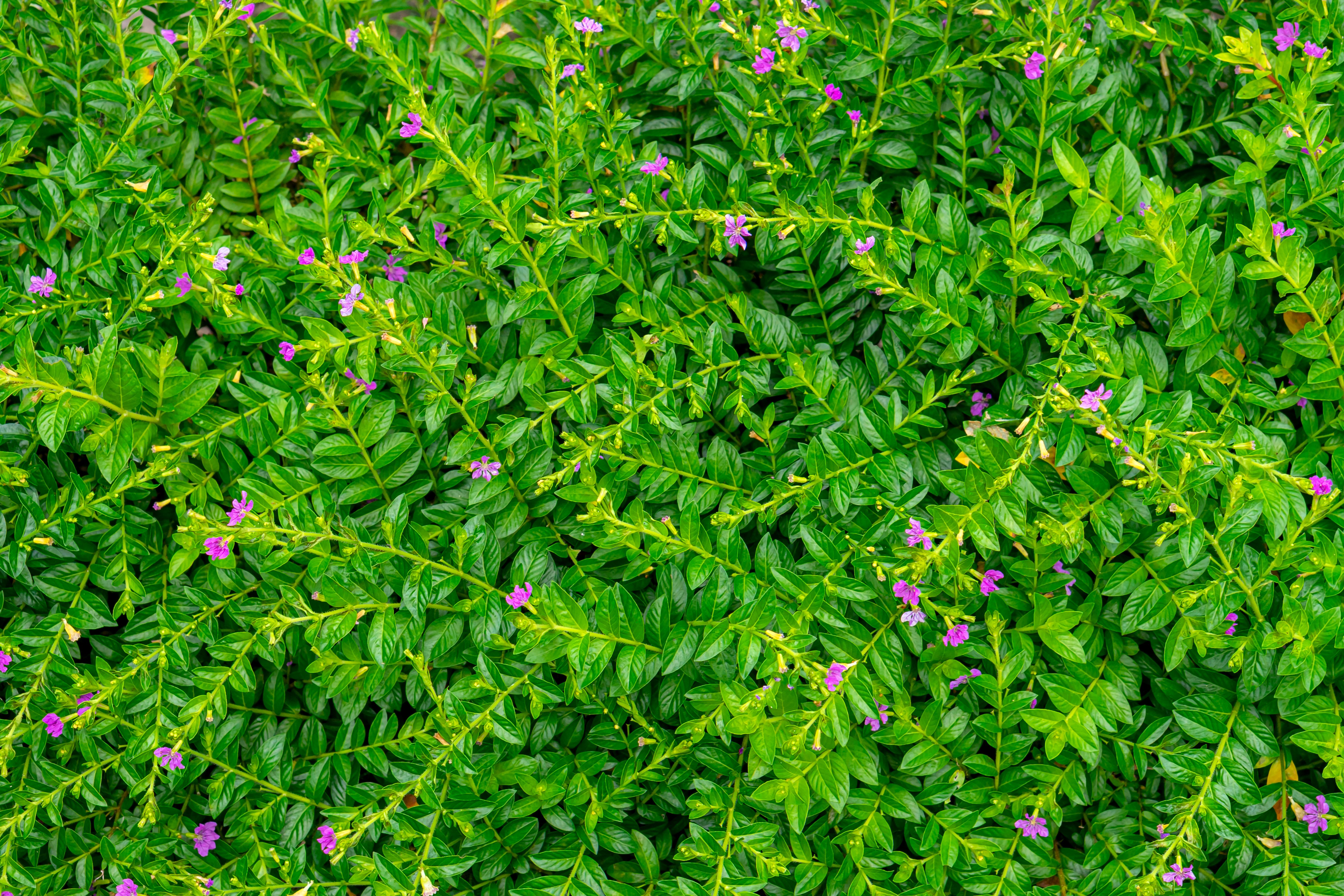 native plants landscaping