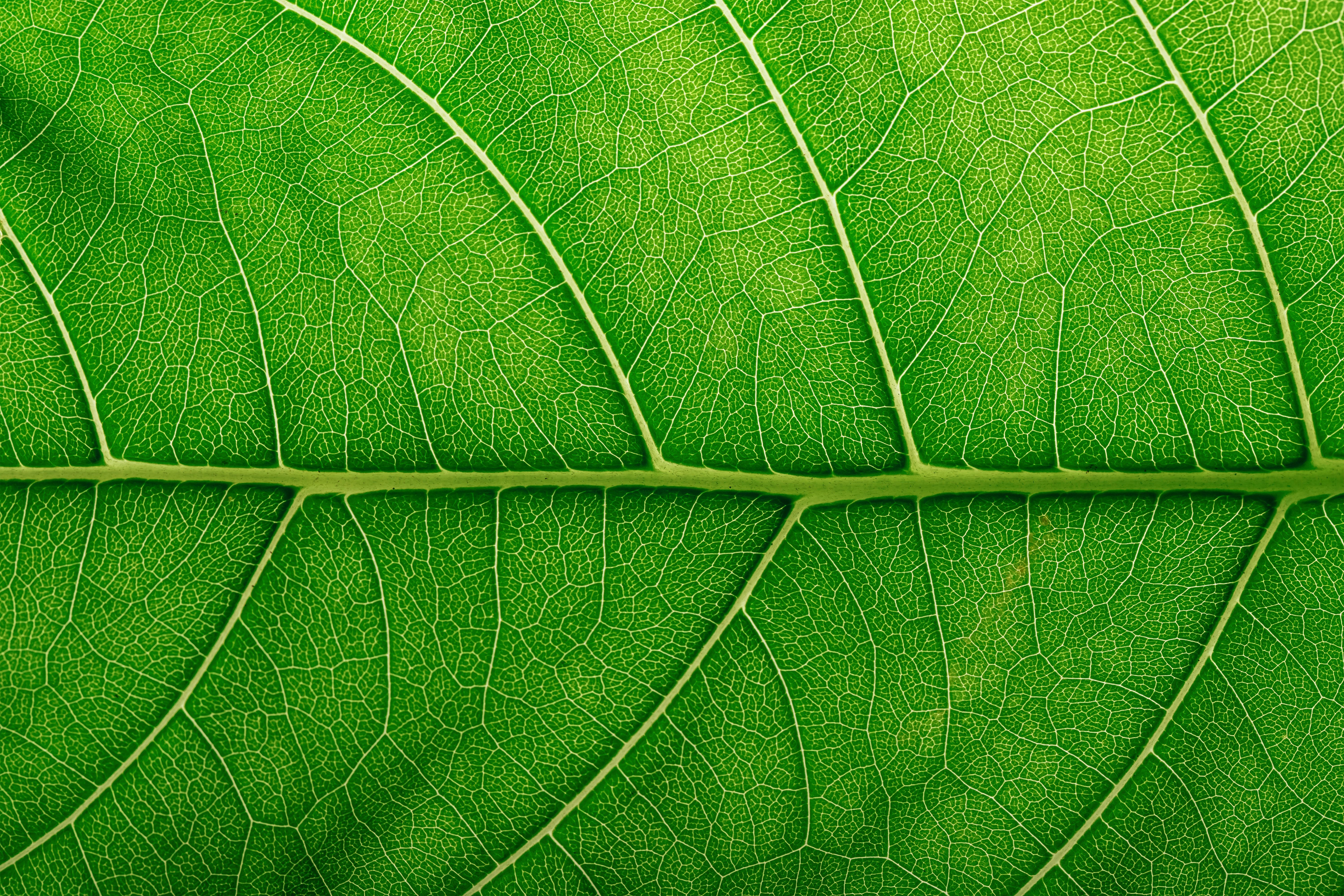 textured foliage