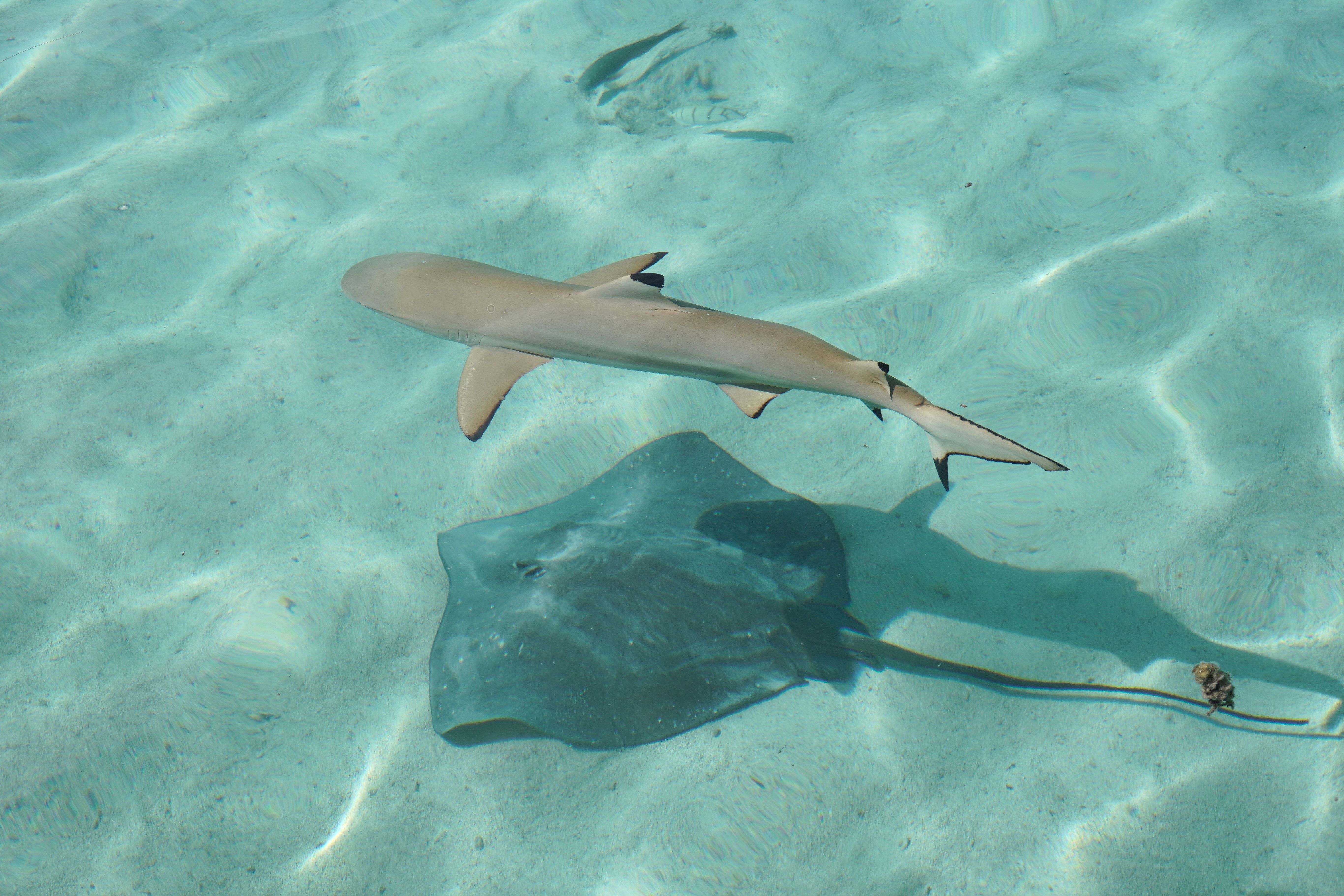 stingray encounter
