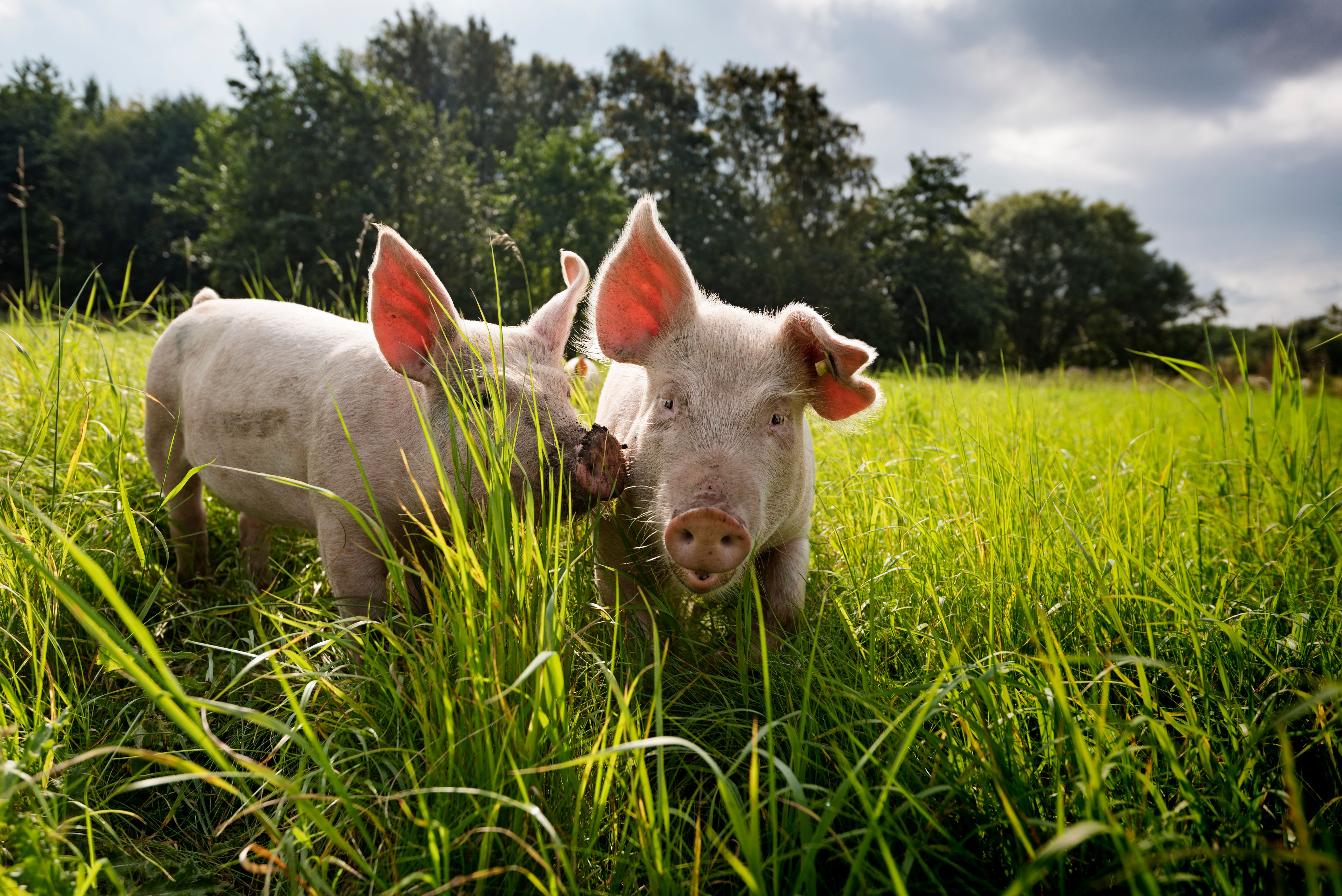 animal welfare