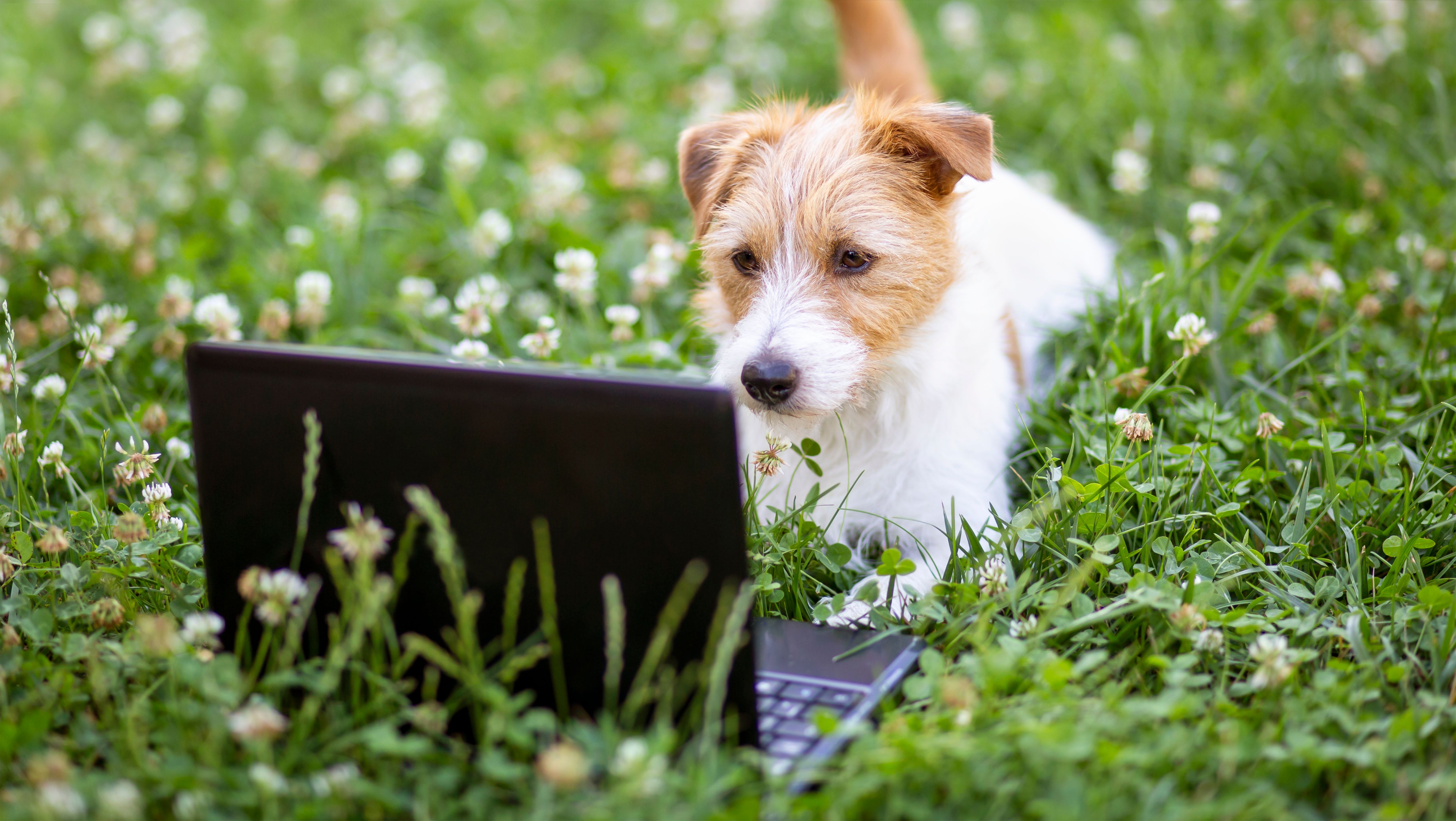 online dog training