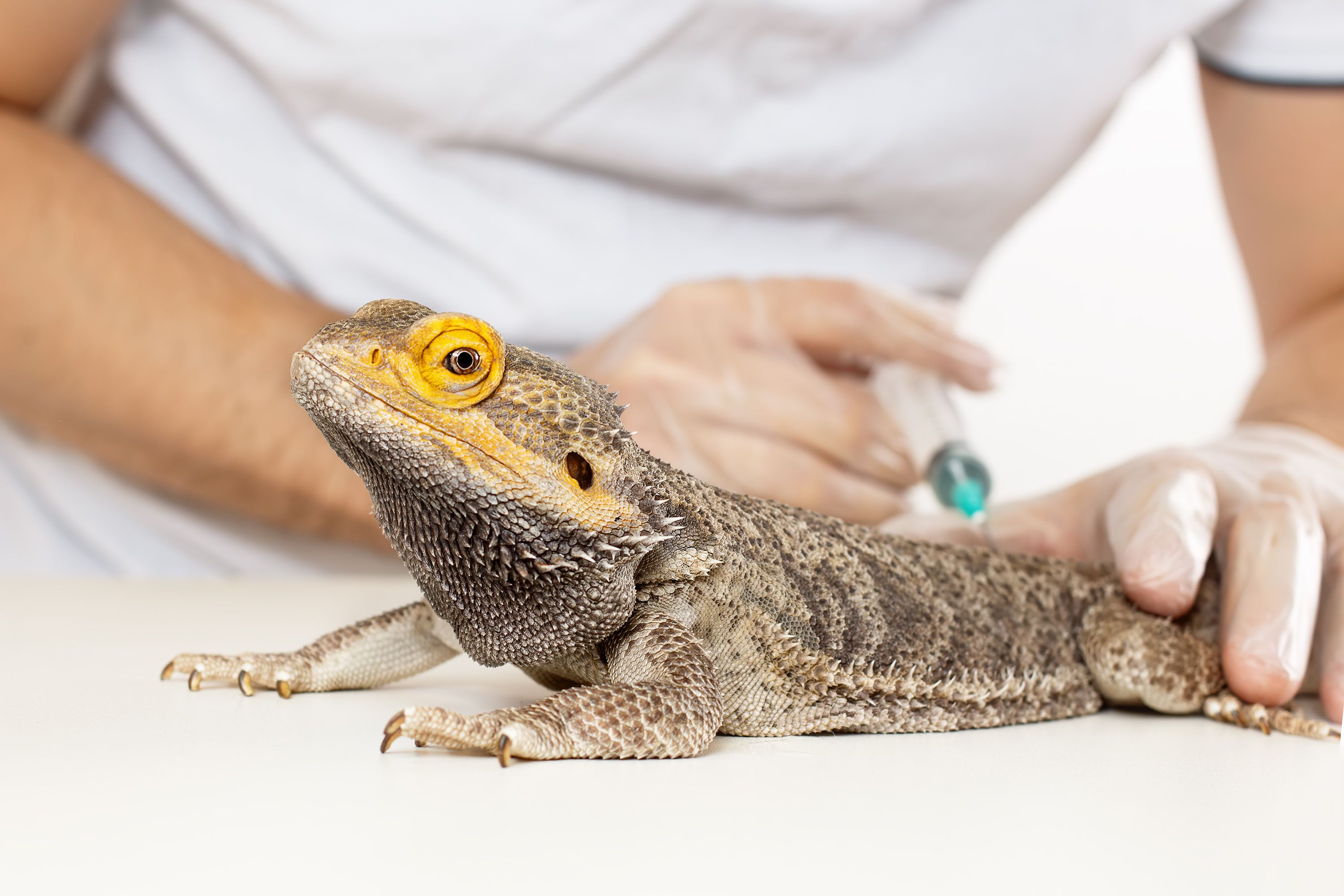 The doctor veterinarian herpetologist makes a syringe injection inoculation of a Bearded Dragon (Agama lizard). The doctor veterinarian herpetologist makes a syringe injection inoculation of a Bearded Dragon (Agama lizard).