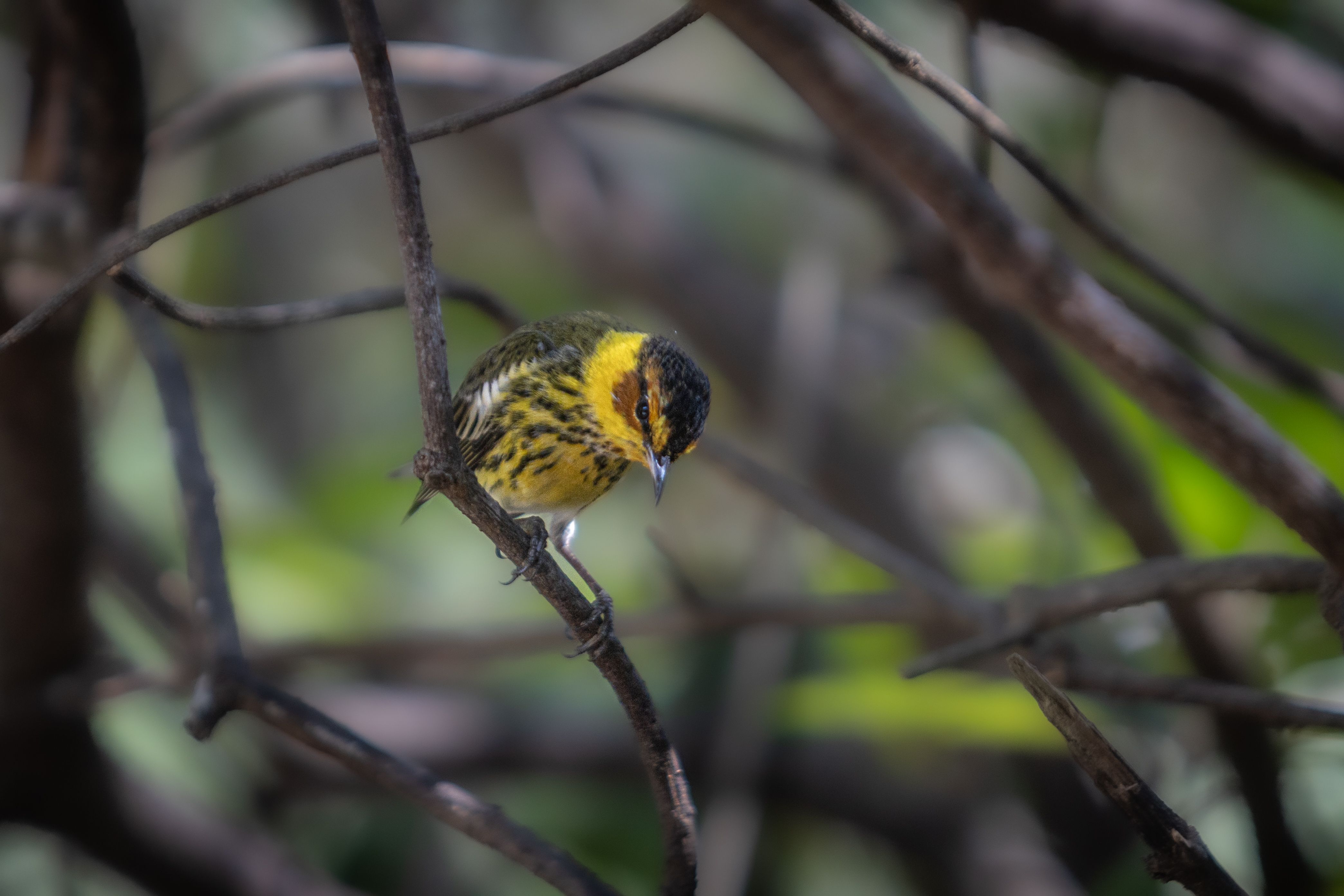 birdwatching cape may