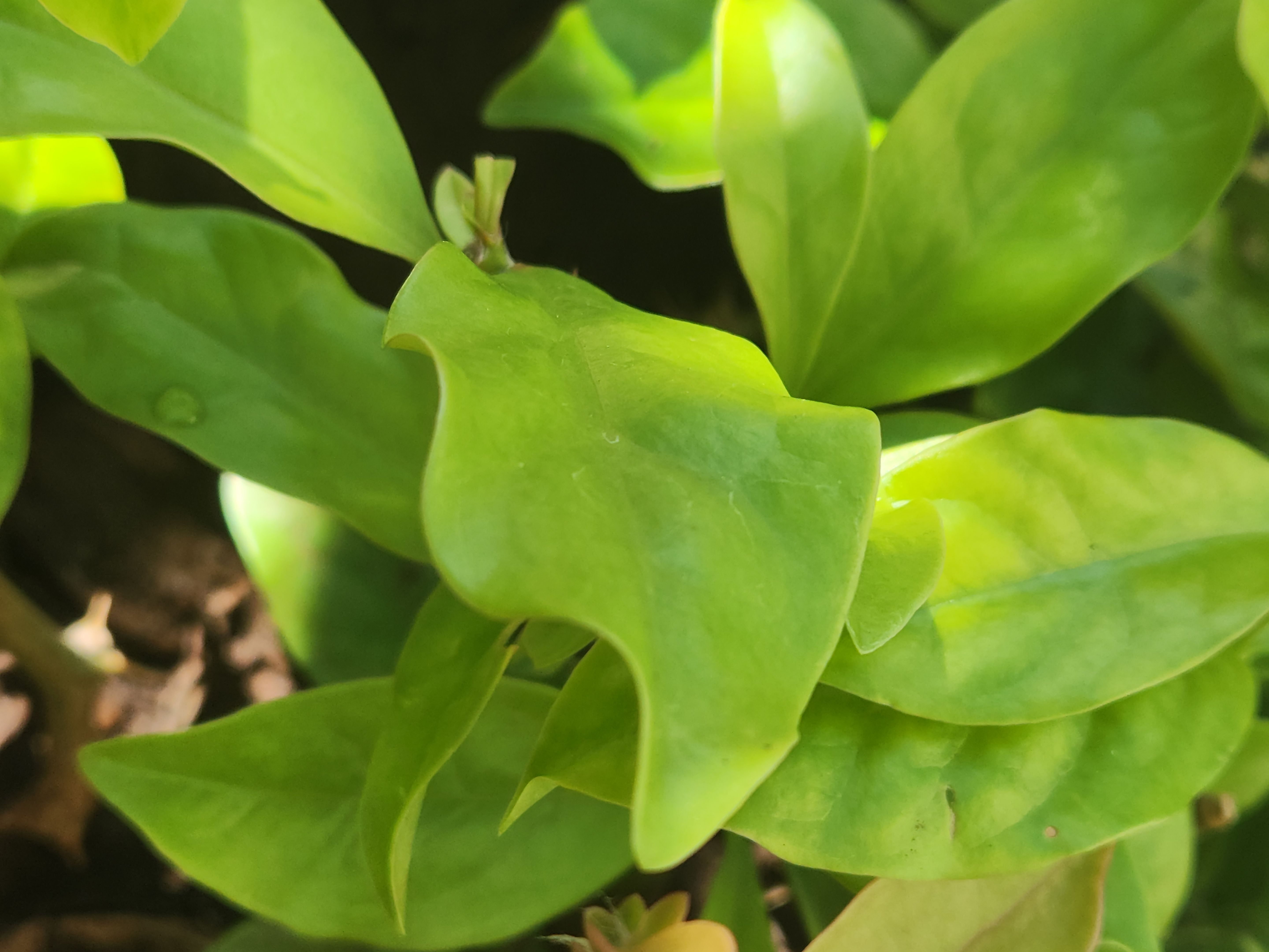 landscaping benefits