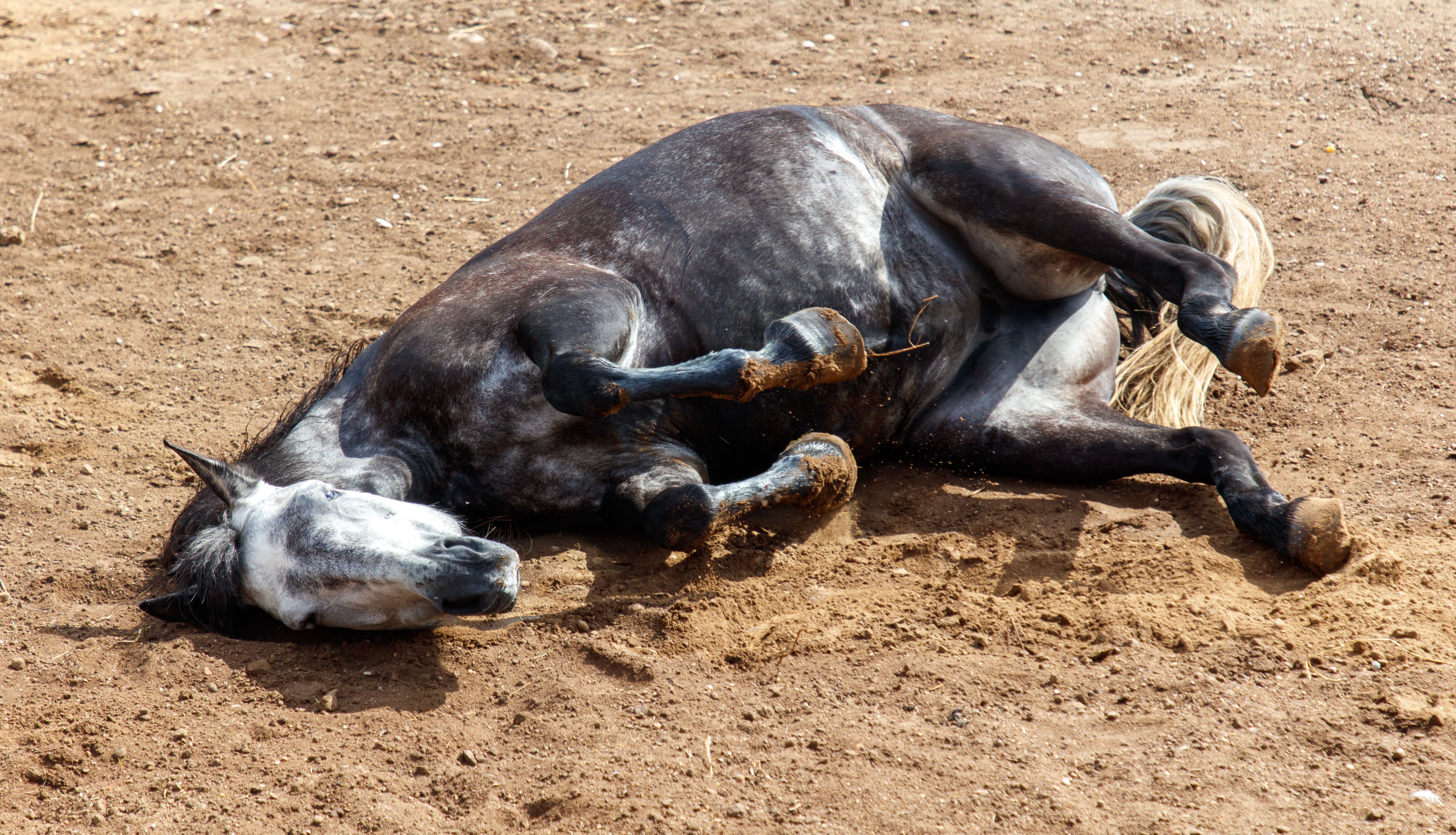 The horse is lying on the ground The horse is lying on the ground