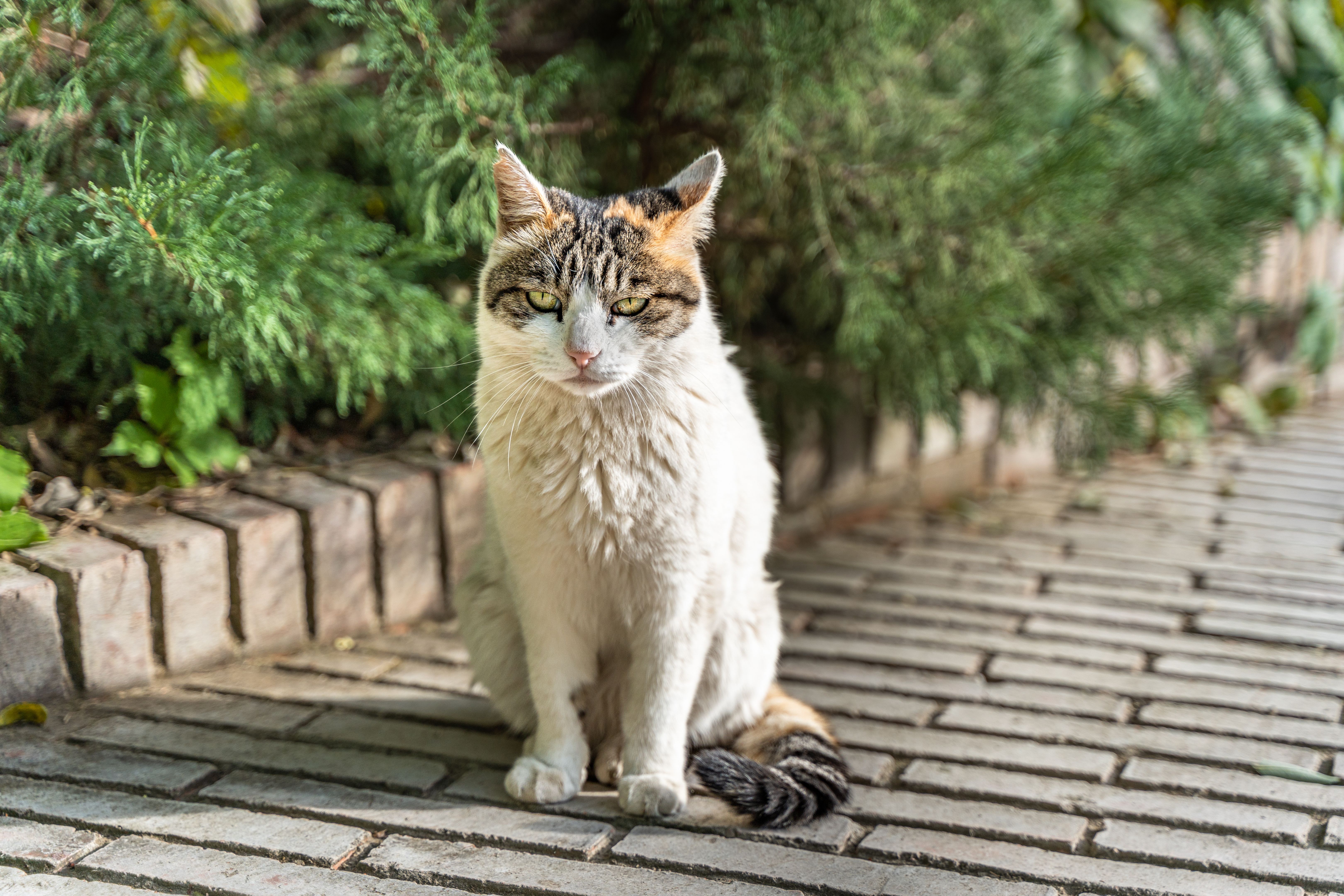 cat aging