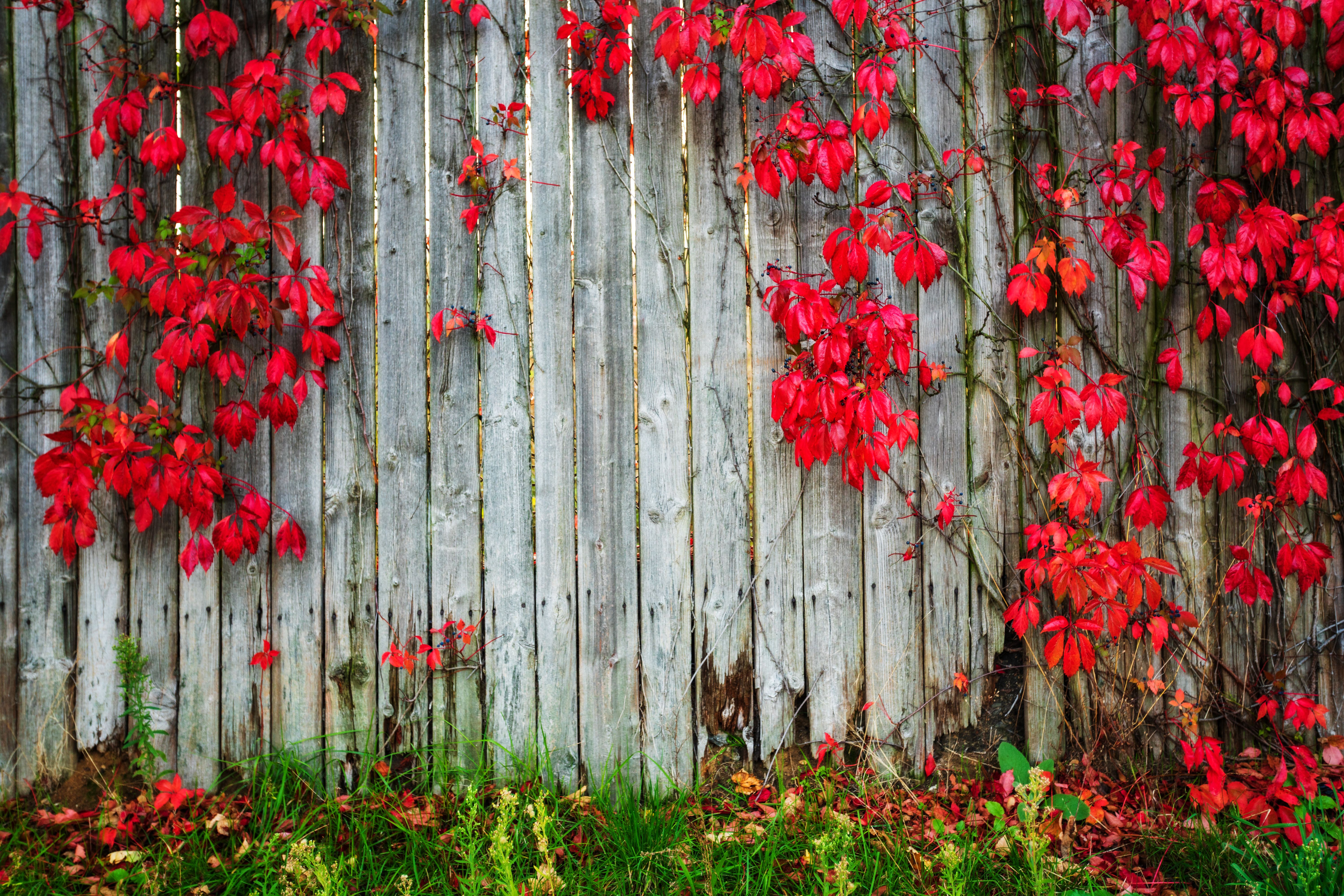 seasonal changes fence