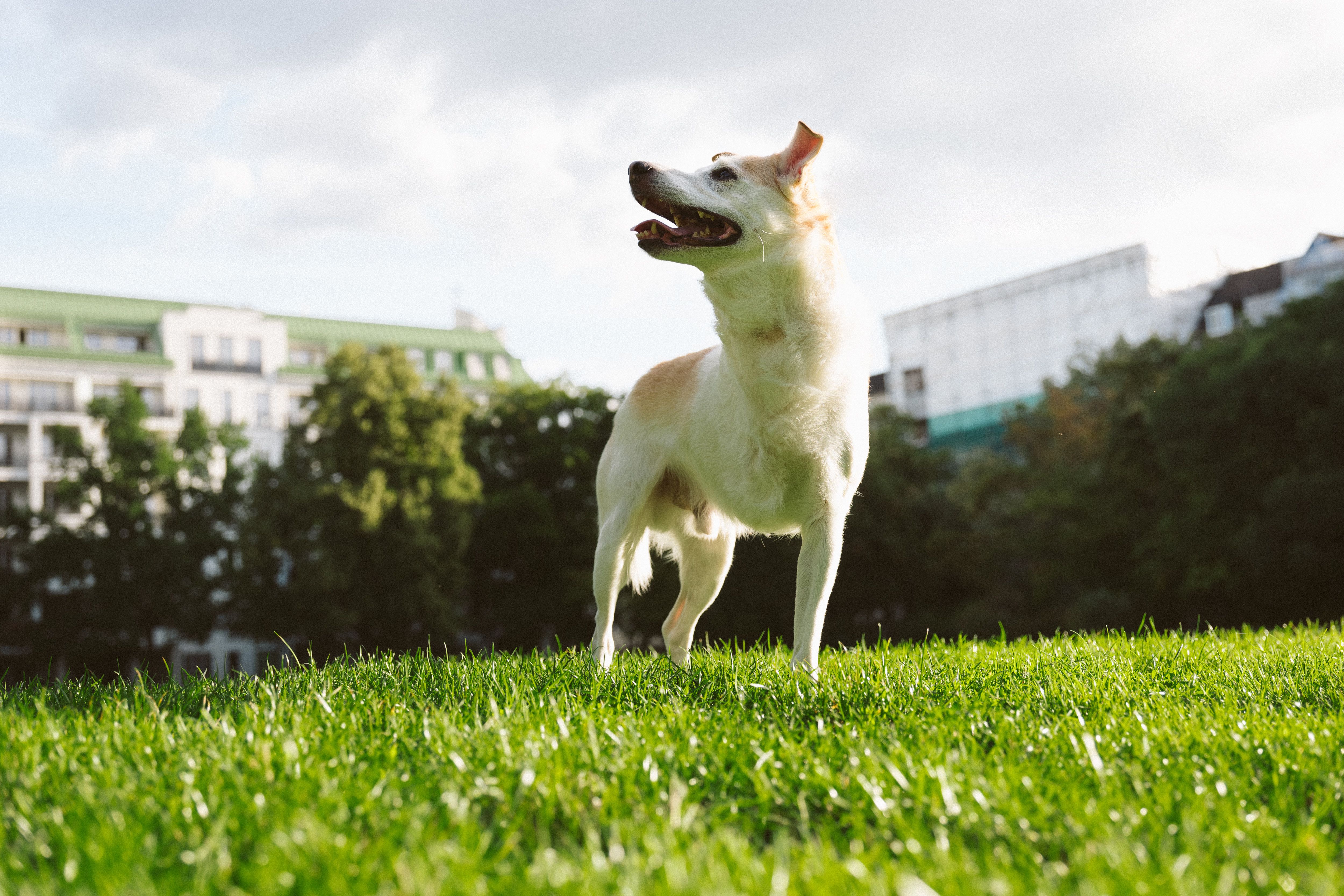 dog park