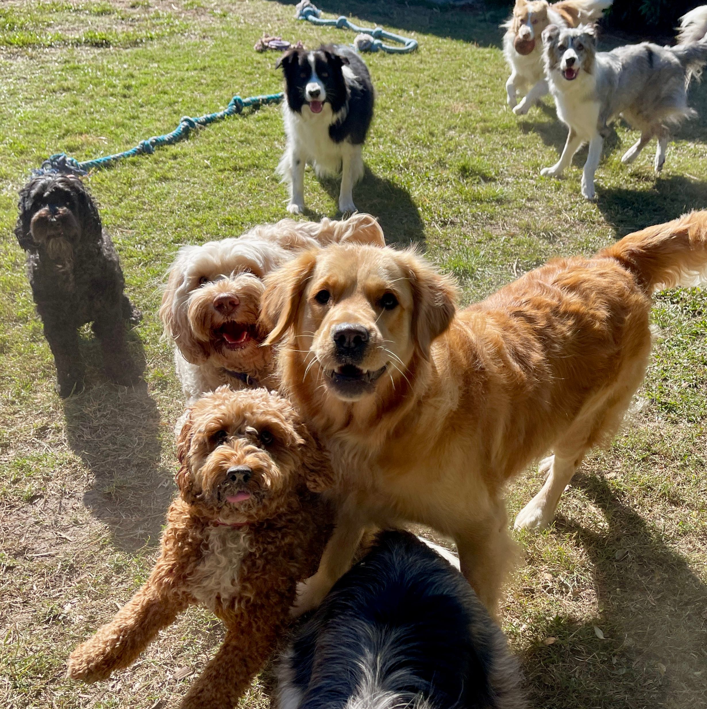 dog playing