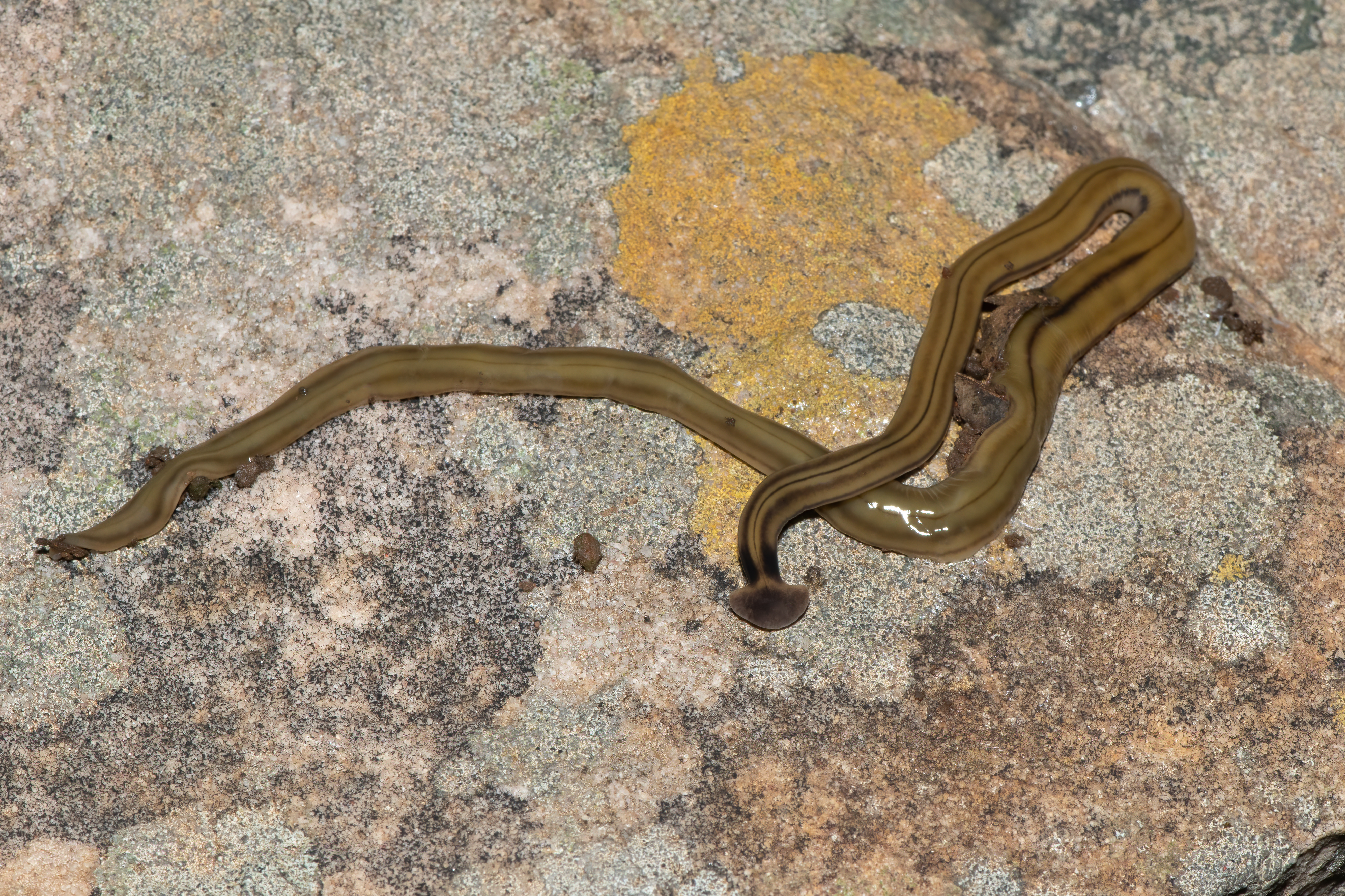 Shovel-headed Garden Worm (Bipalium kewense), also known as the hammerhead flatworm