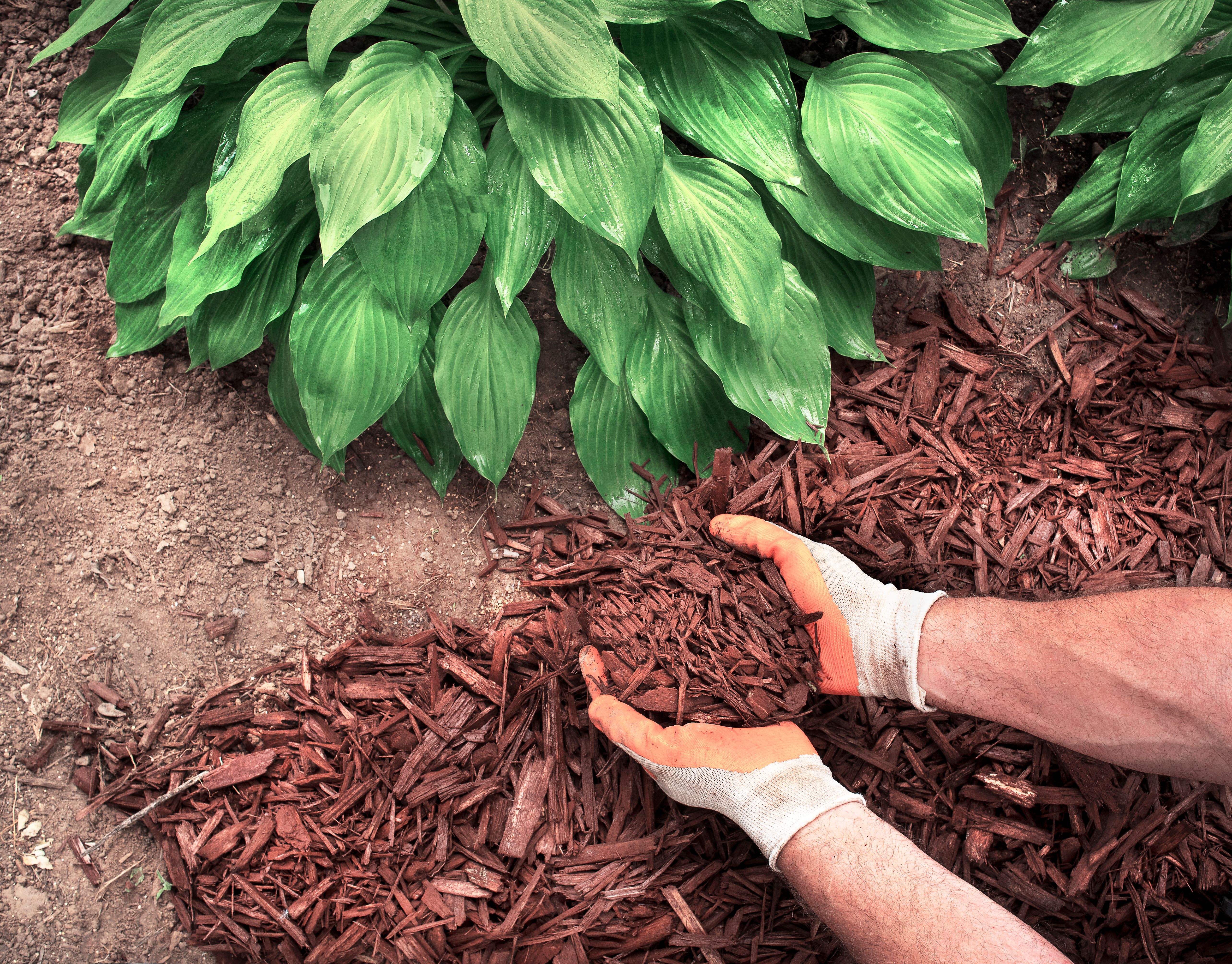 applying mulch
