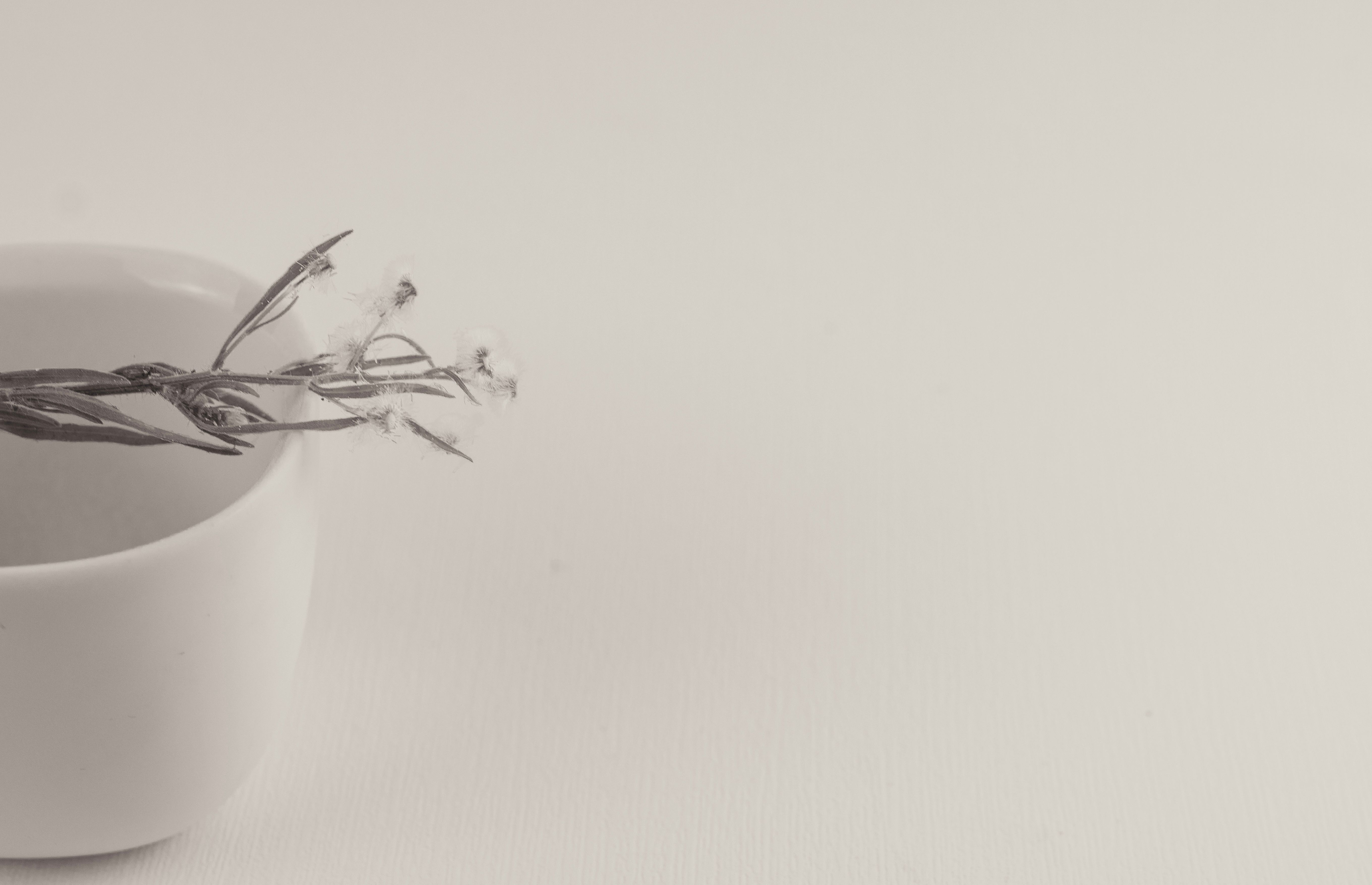 simple subject photography