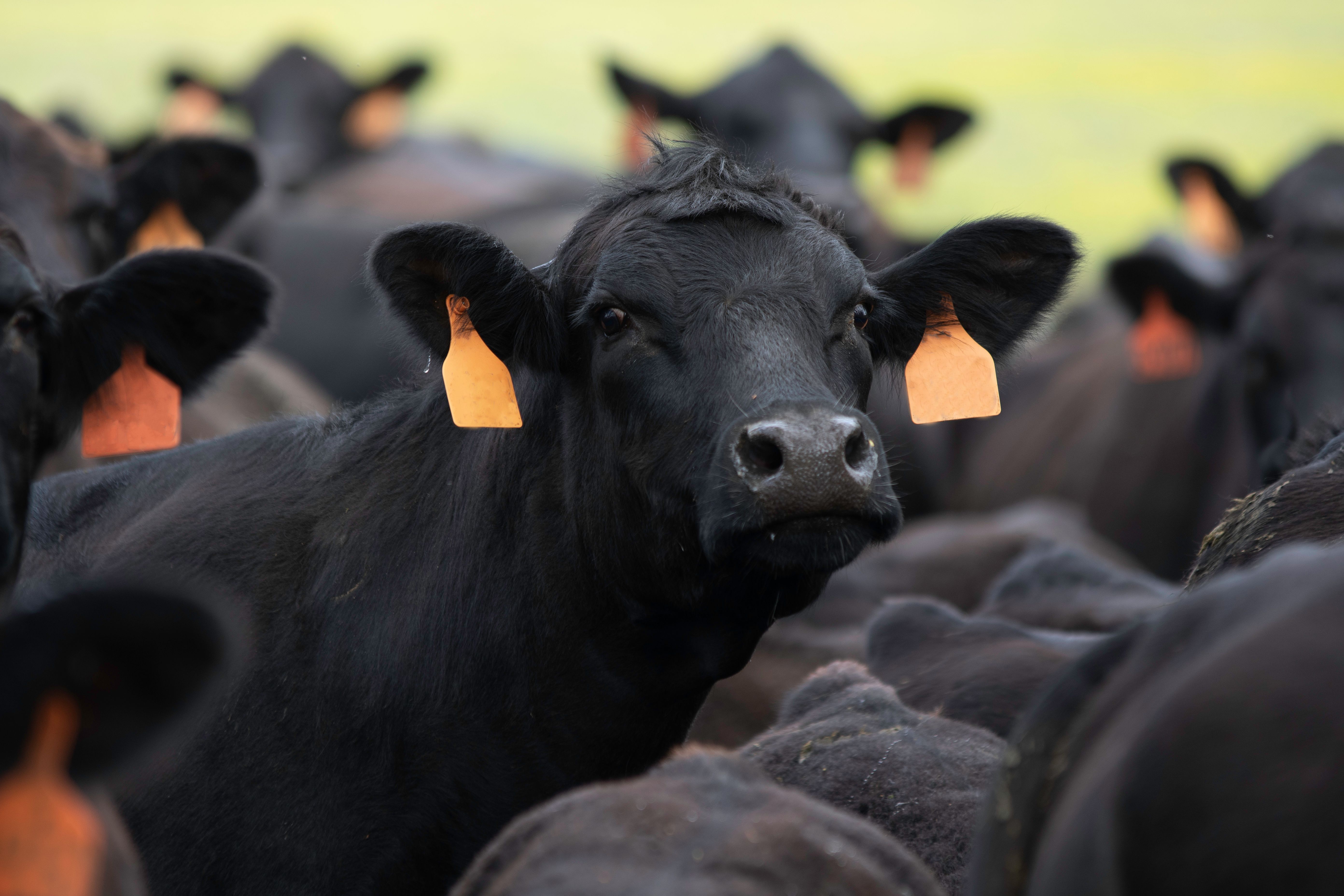 Angus cow face in tightly packed herd