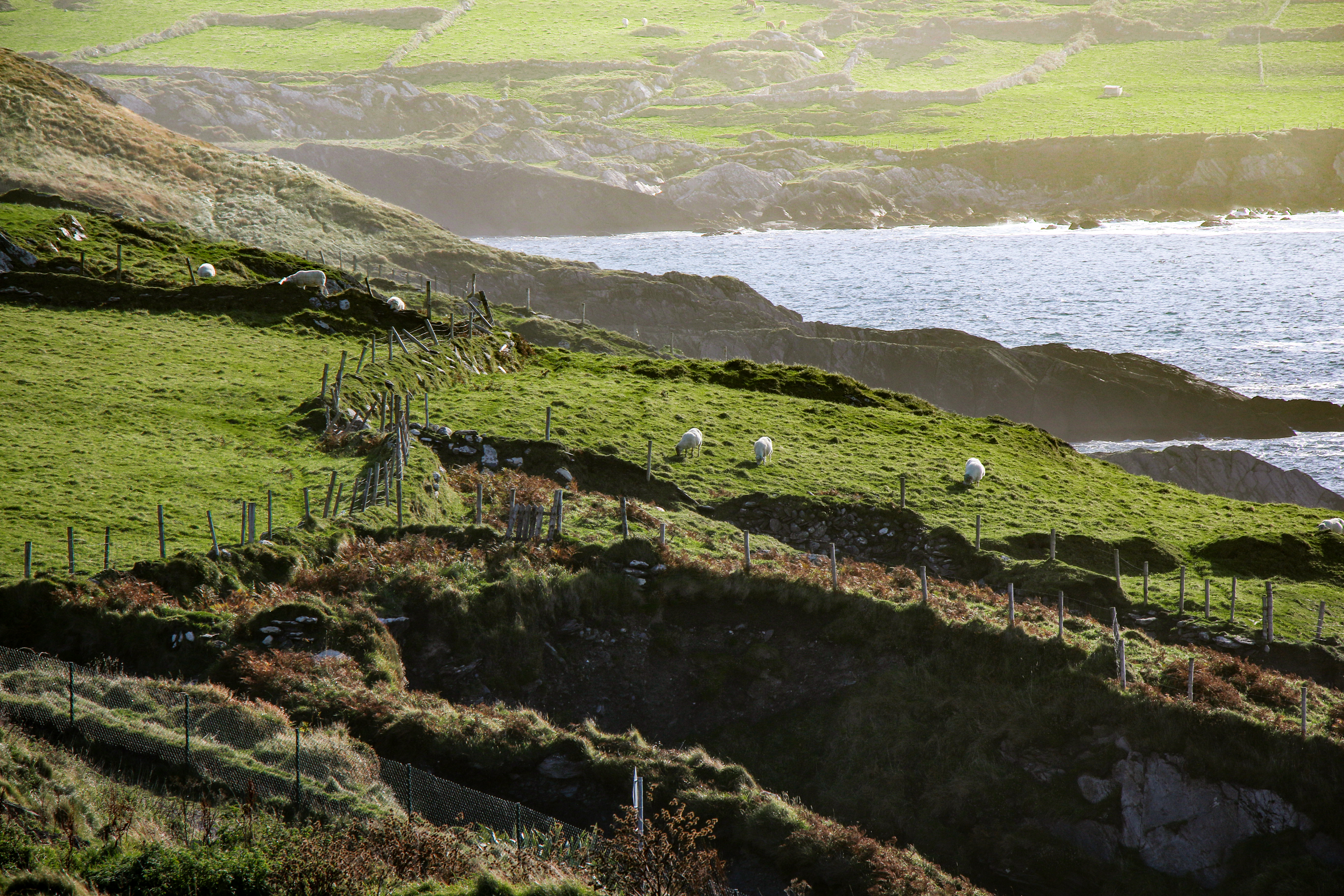 Green hills and meadows in Ireland with sheep and sea in the background Green hills and meadows in Ireland with sheep and sea in the background
