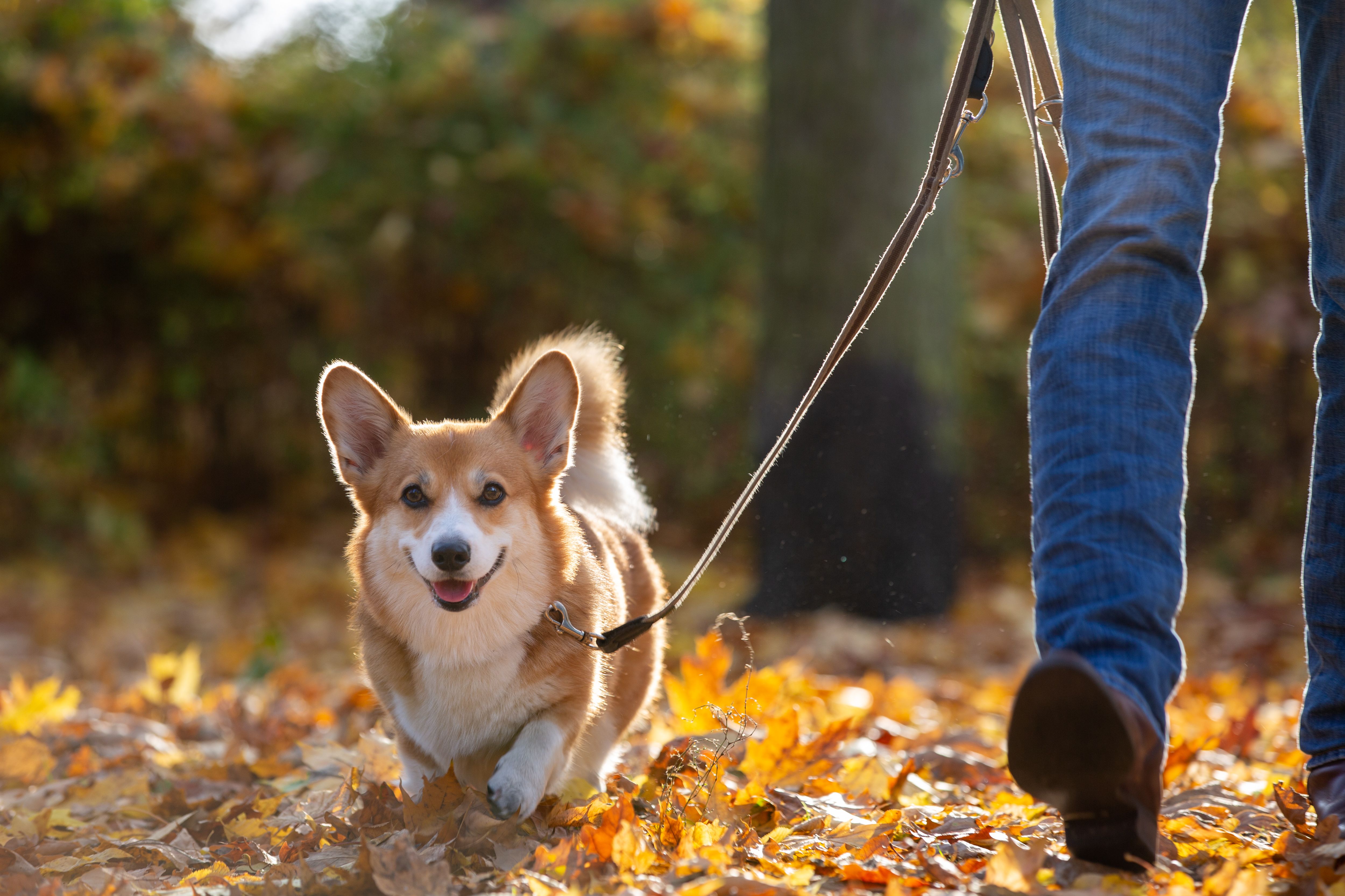 fall dog walk