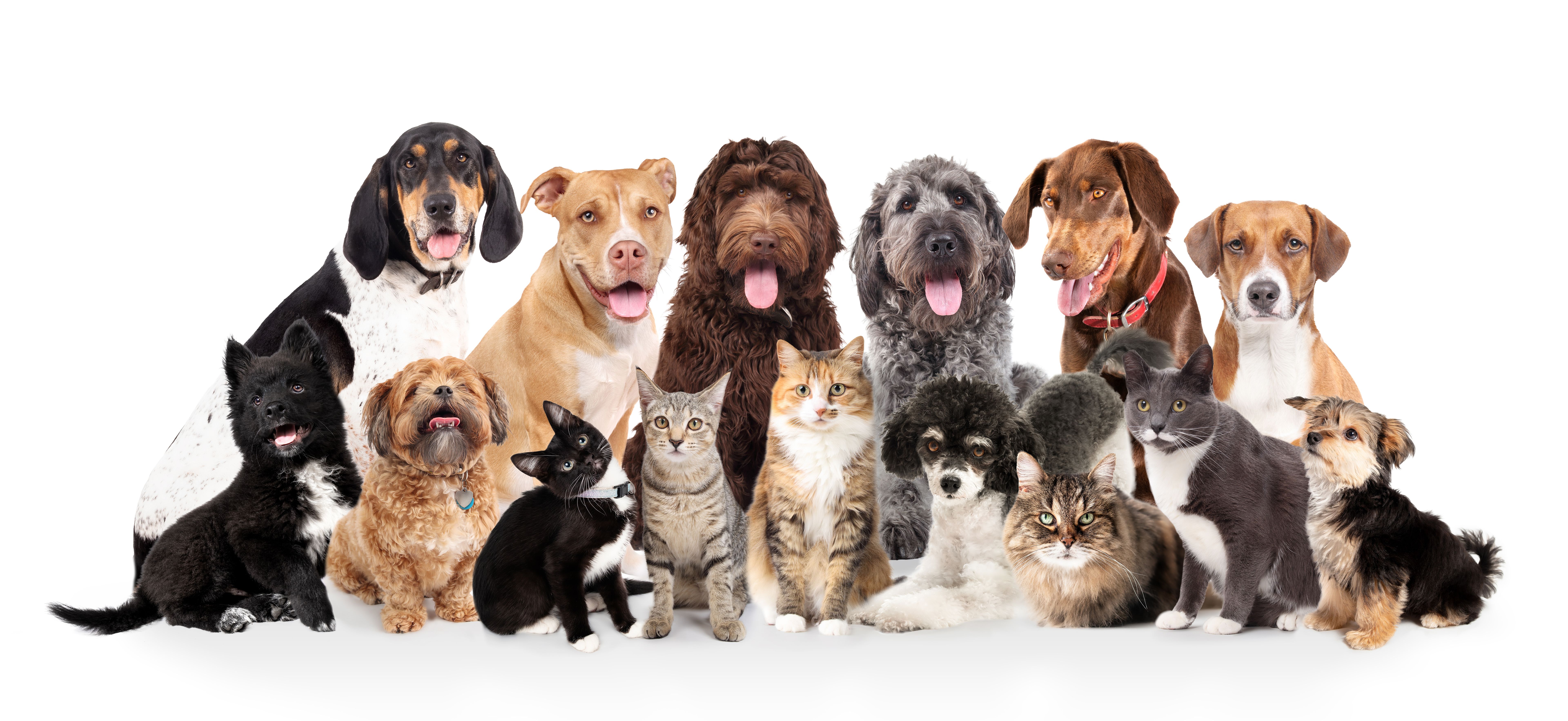 personalized pet portrait