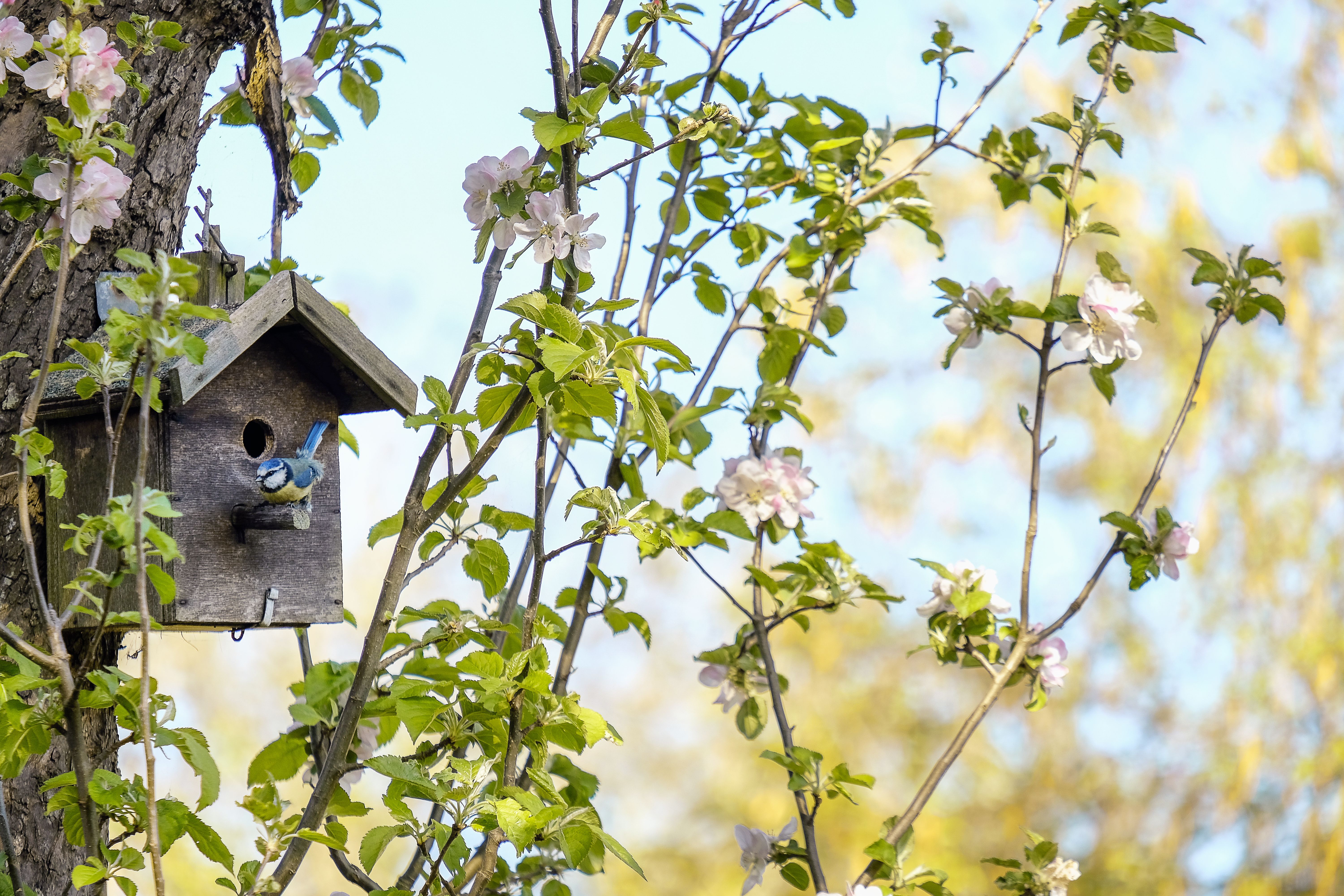  birdhouse in garden