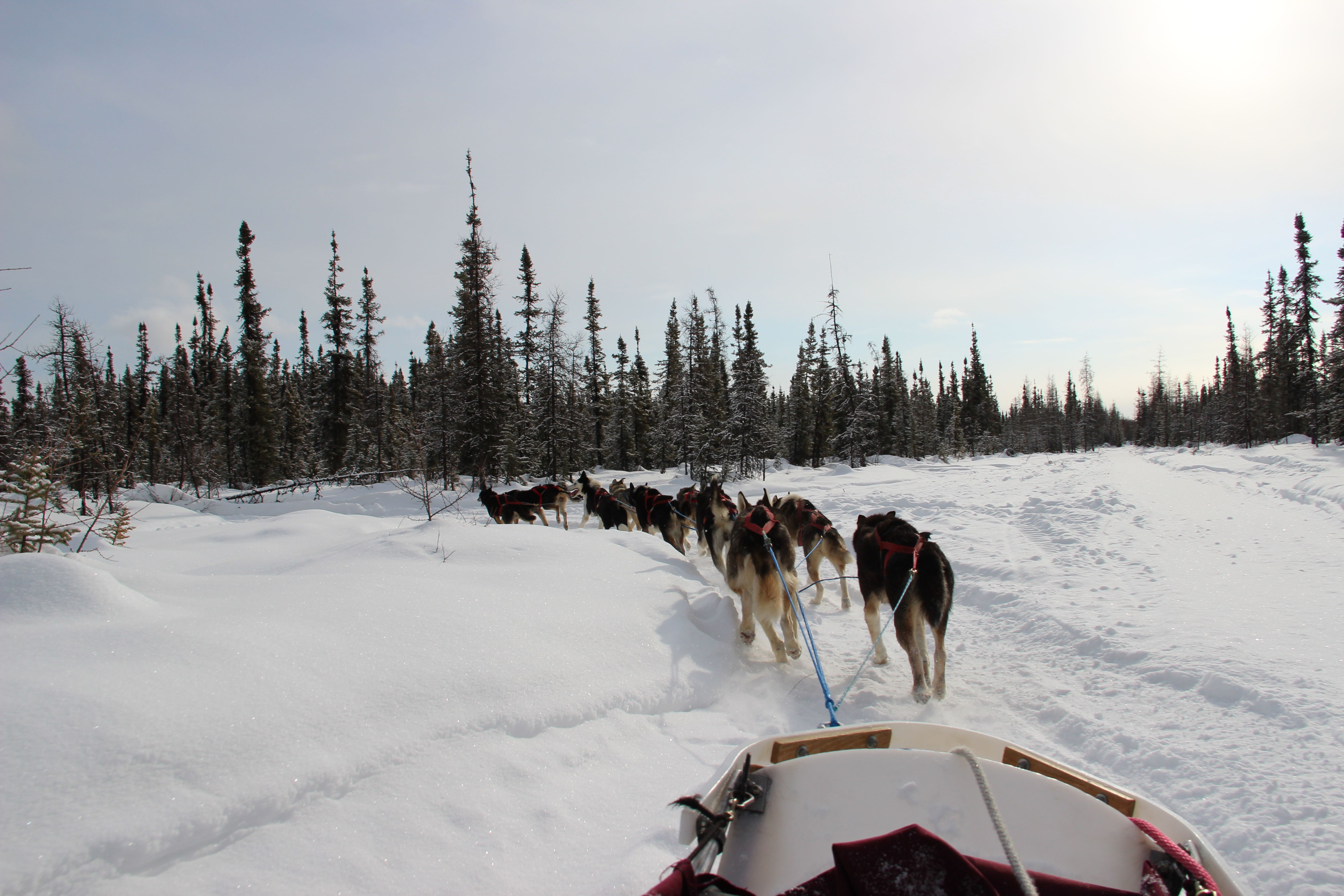 Dog-sledding (mushing) in Alaska from rider's point-of-view