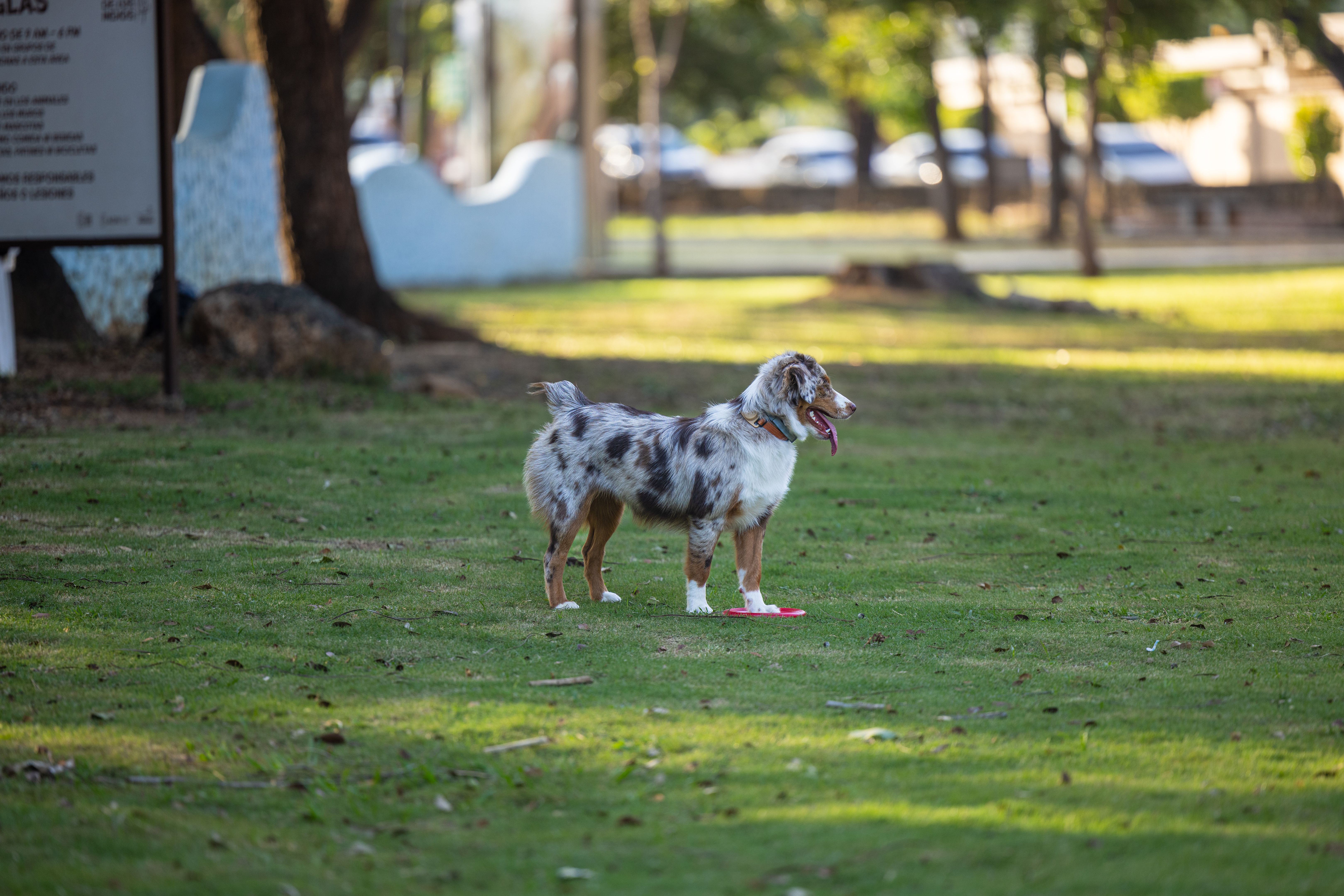 Australian Shepherd in Santo Domingo