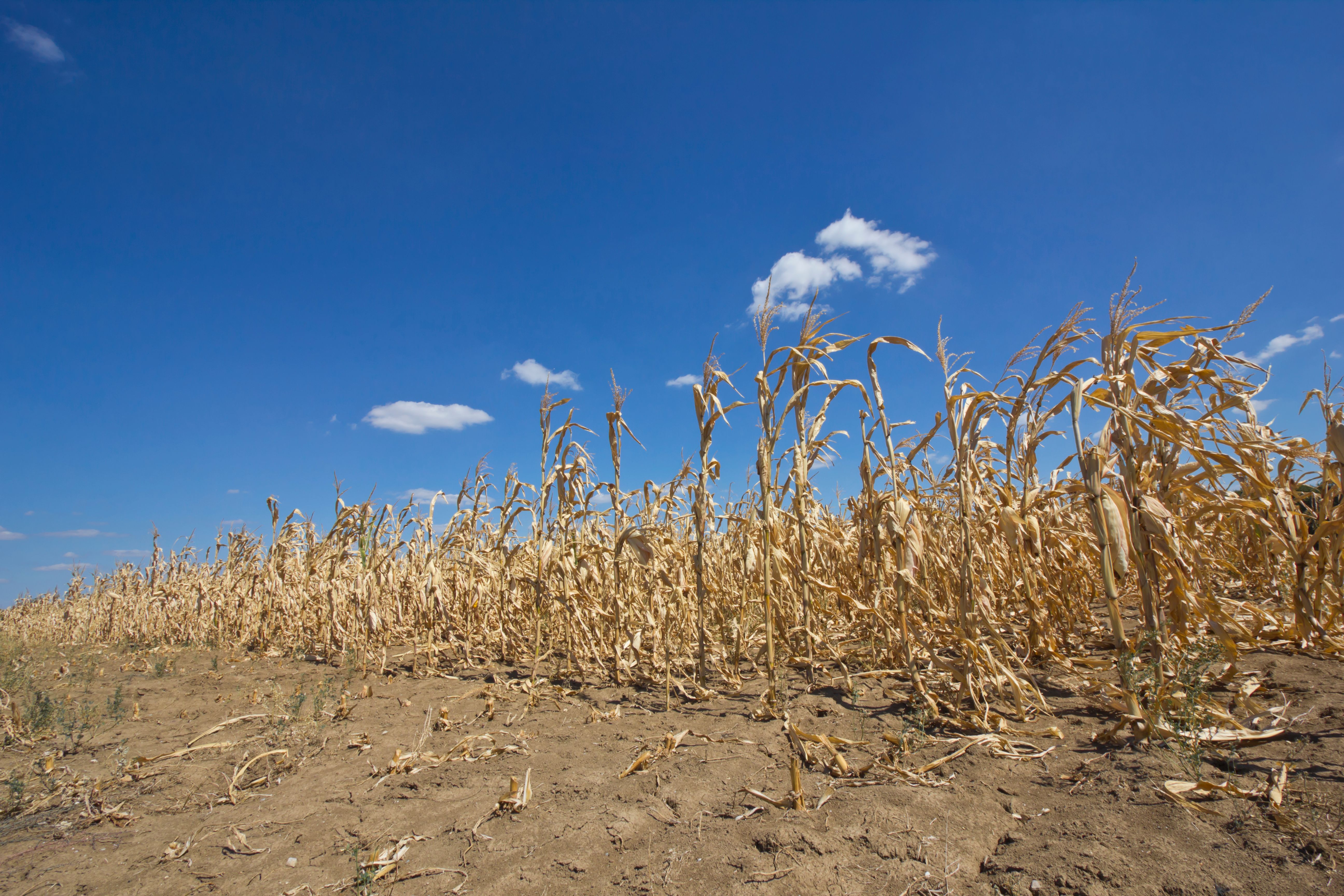 dry corn field dry corn field