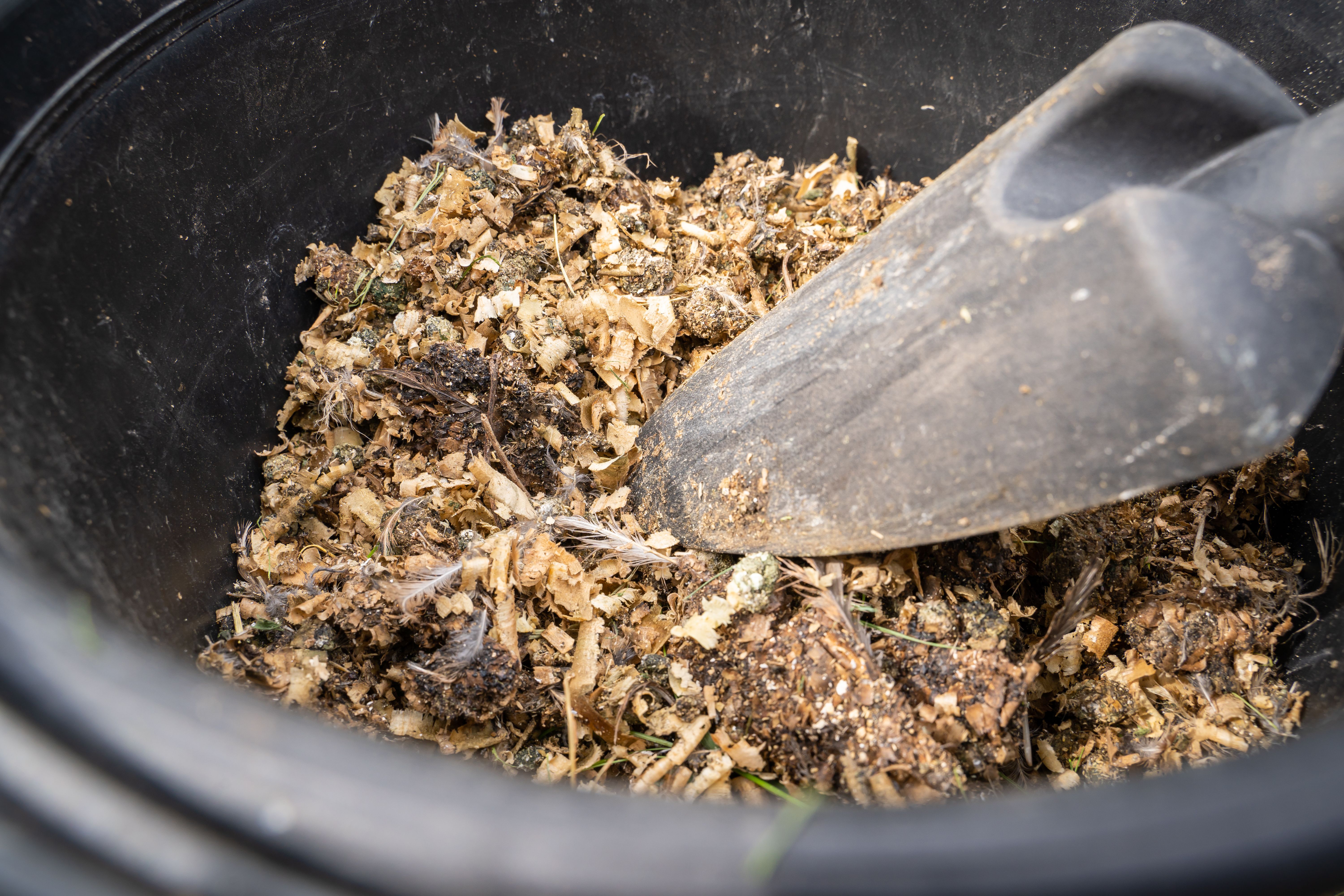 Wood sawdust with bird droppings in a bucket close-up. Using chicken farm waste as fertilizer for the vegetable garden