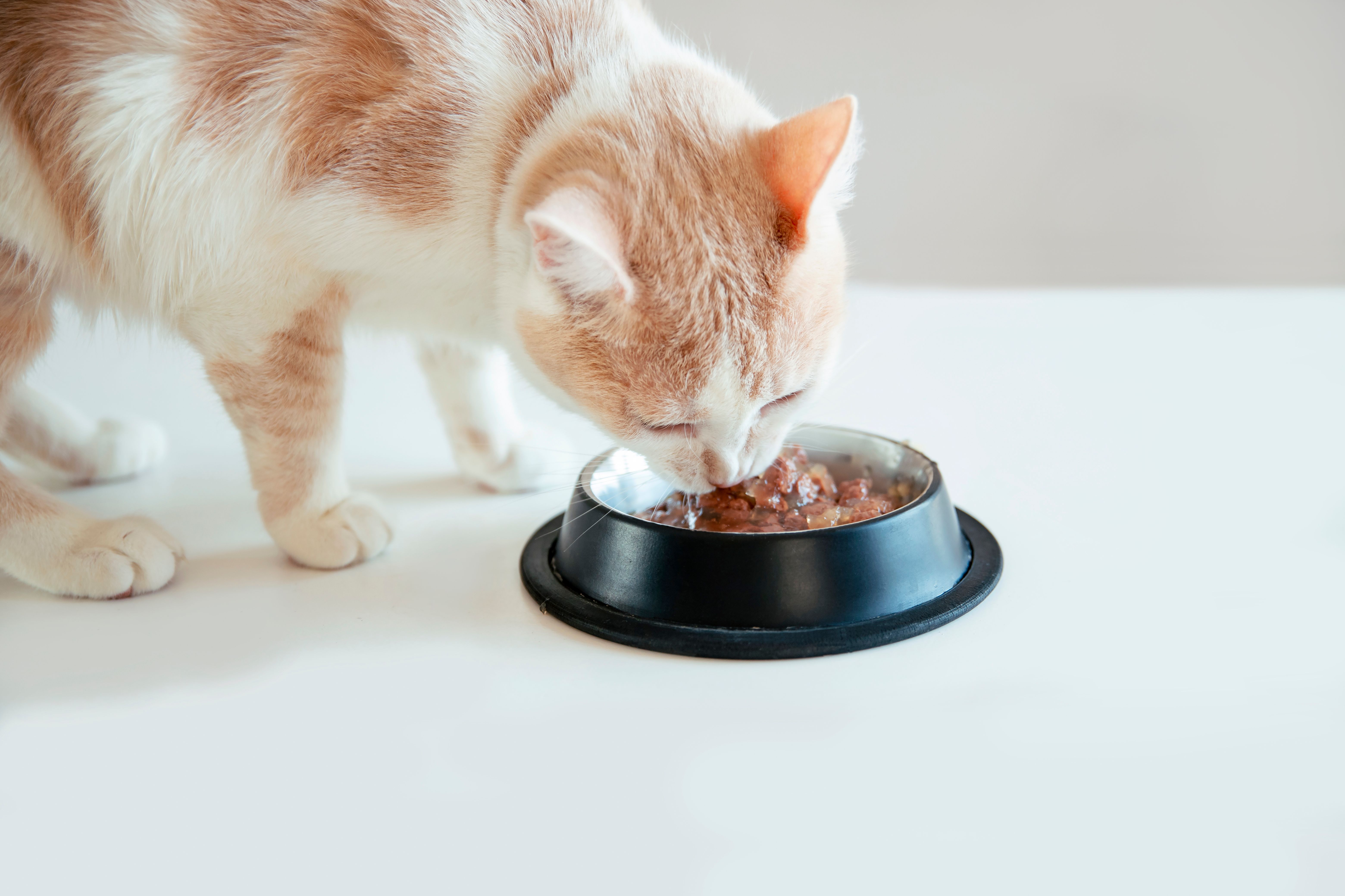 cat food bowl