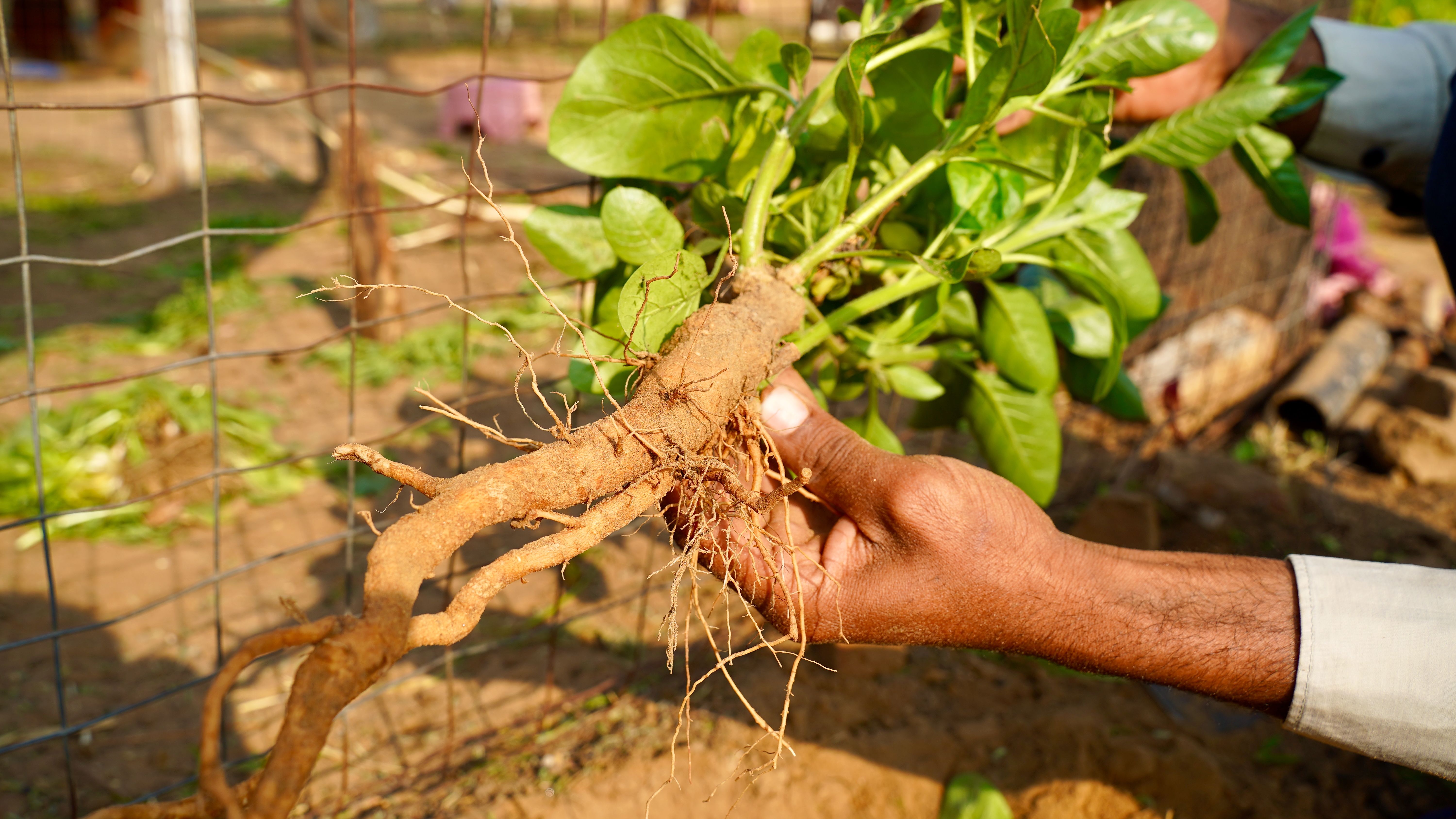 Exploring the Healing Power of Herbal Roots