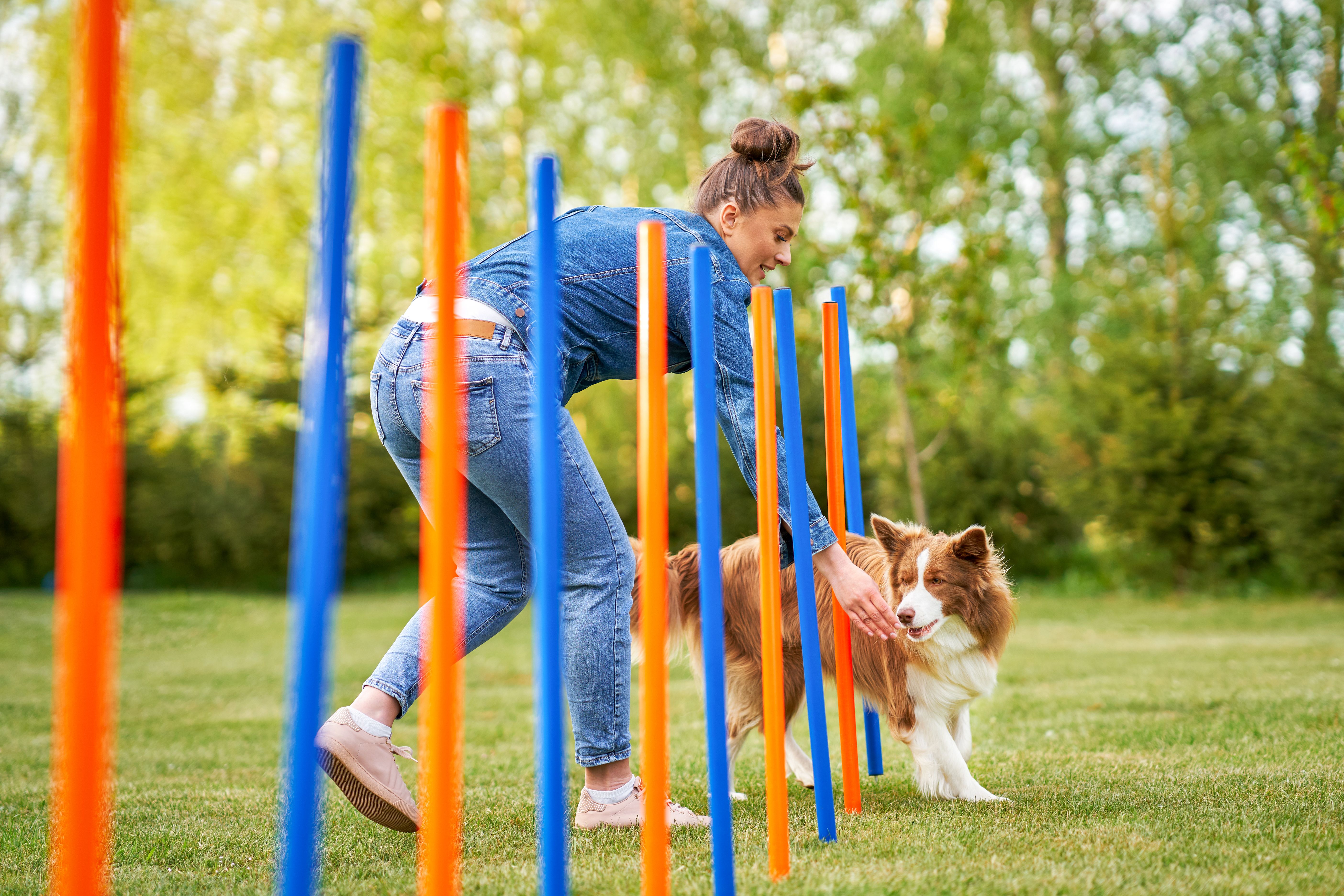 Chocolate White Border Collie with woman owner