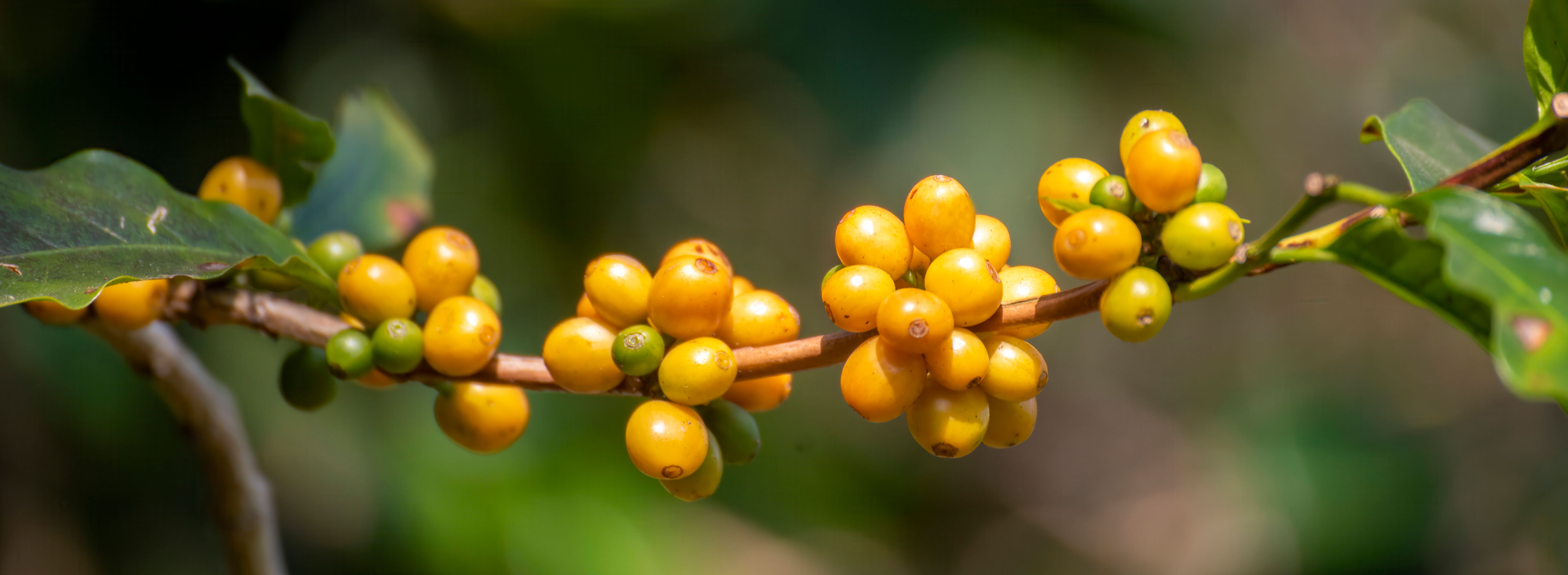 Banner panoramic yellow coffee bean berry plant fresh seed coffee tree growth in Yellow Bourbon eco organic farm. Panorama yellow ripe seed berries harvest arabica coffee garden with empty copy space