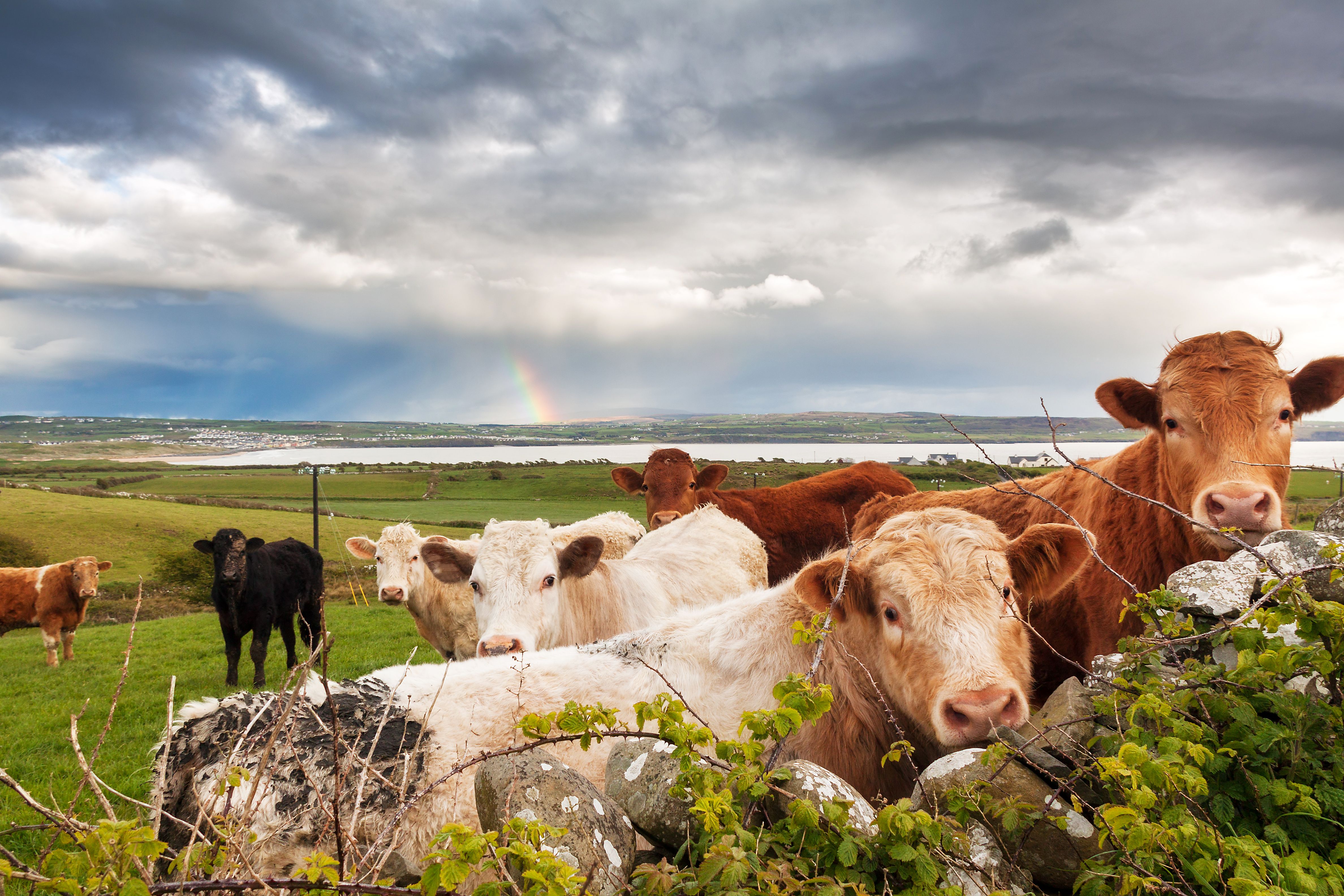 Irish rainbow cows