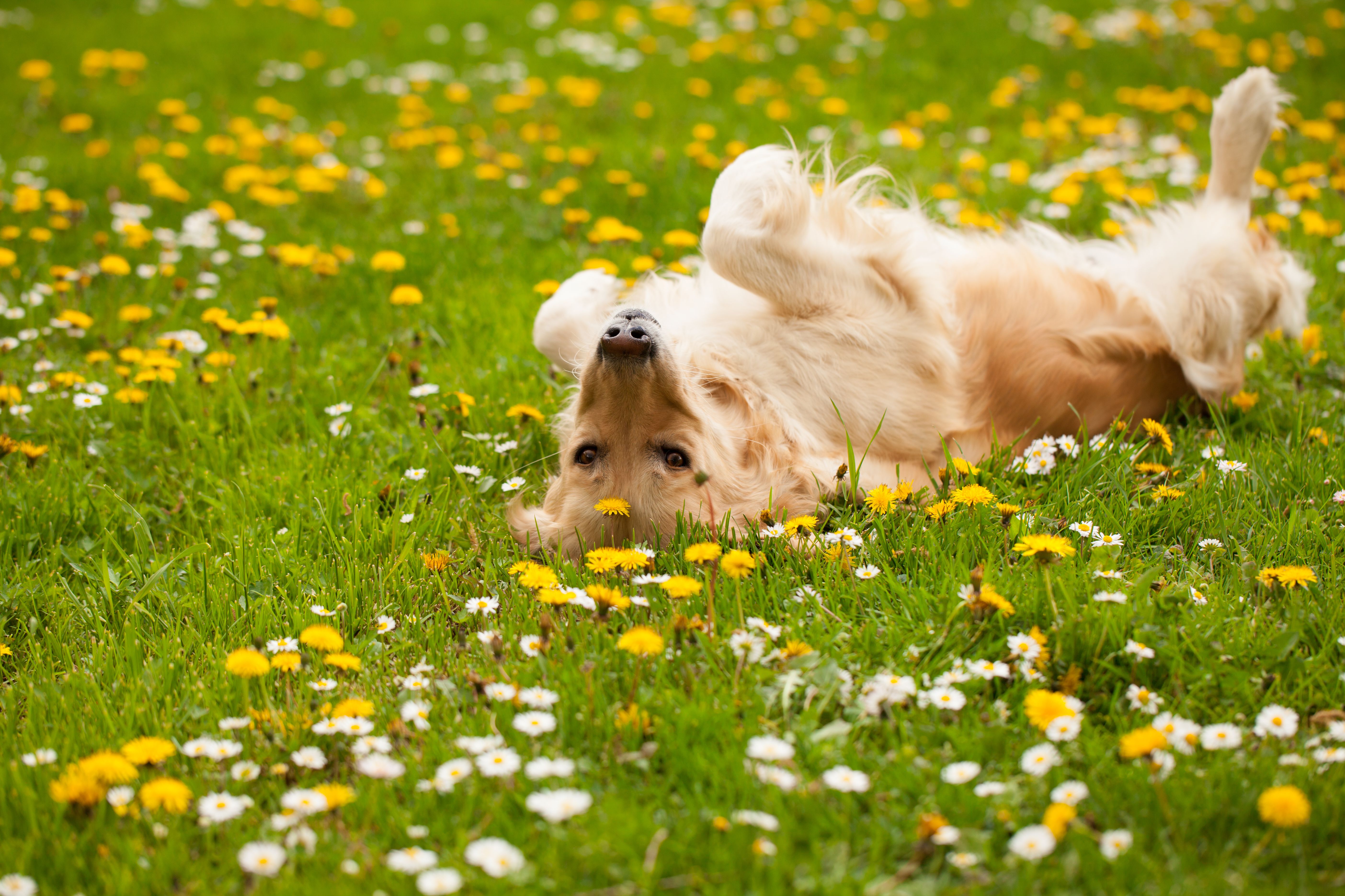 golden retriever spring