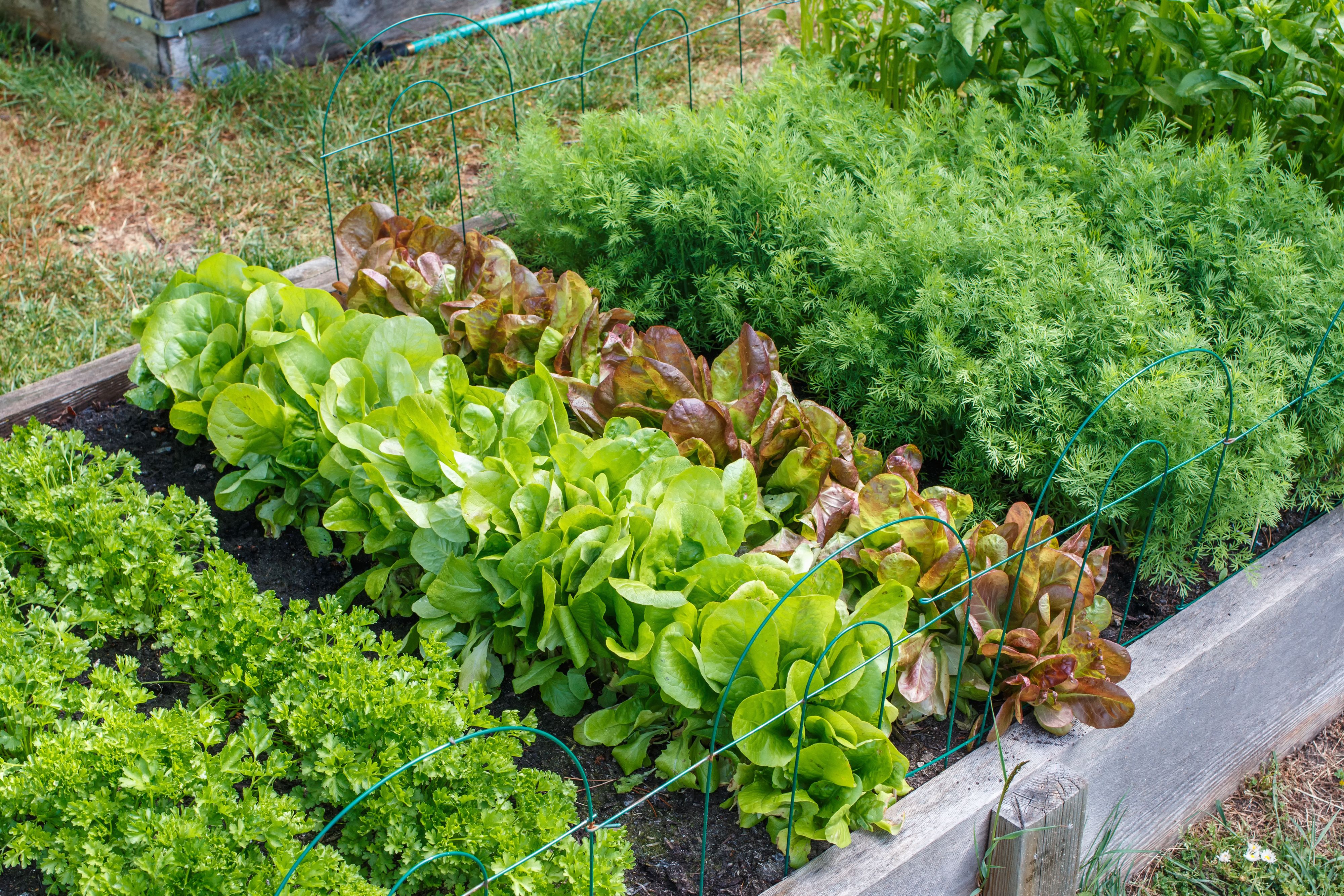 lettuce garden
