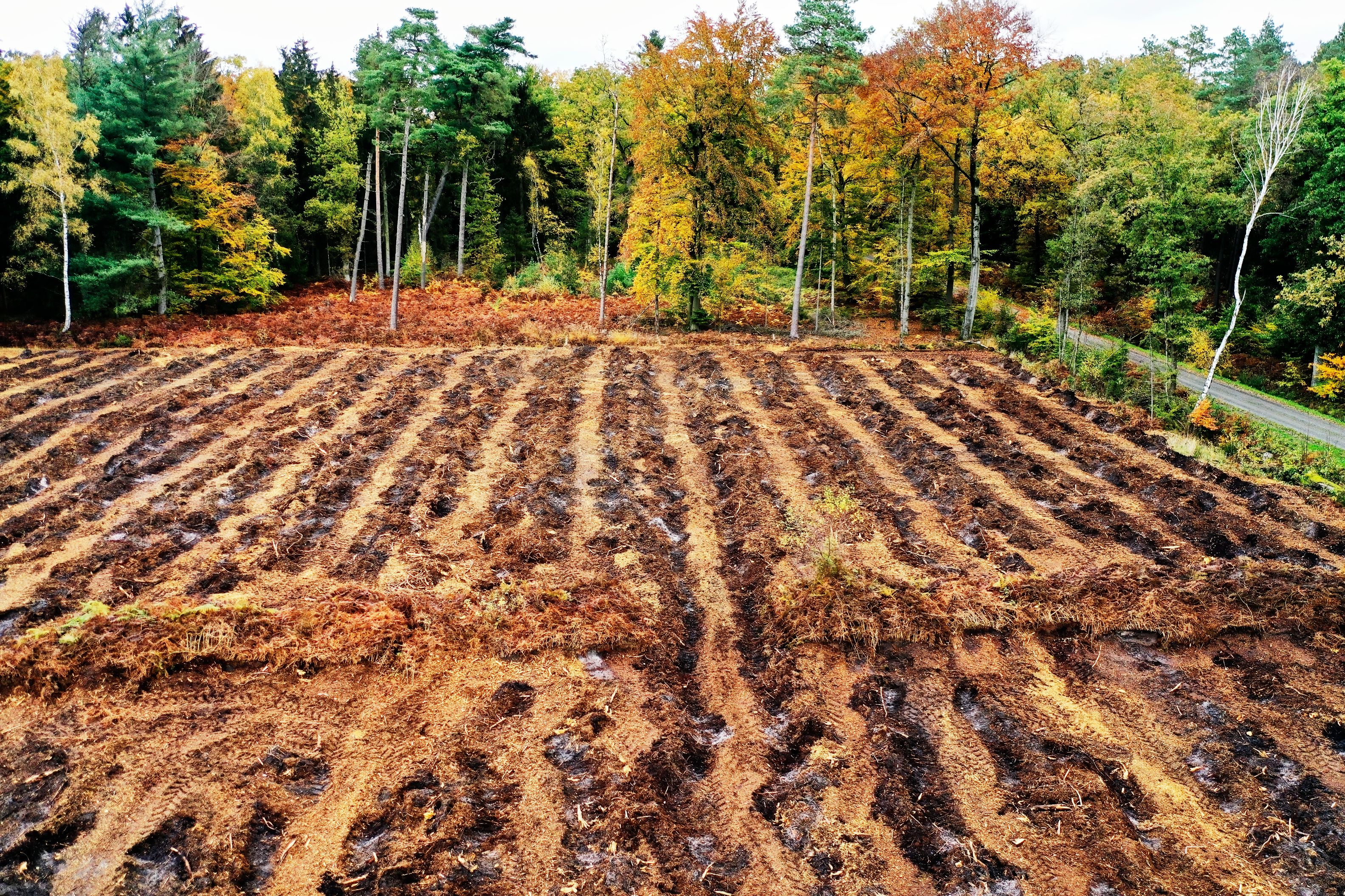 Limpieza de páramos para la agricultura que destruye turberas Limpieza de páramos para la agricultura que destruye turberas