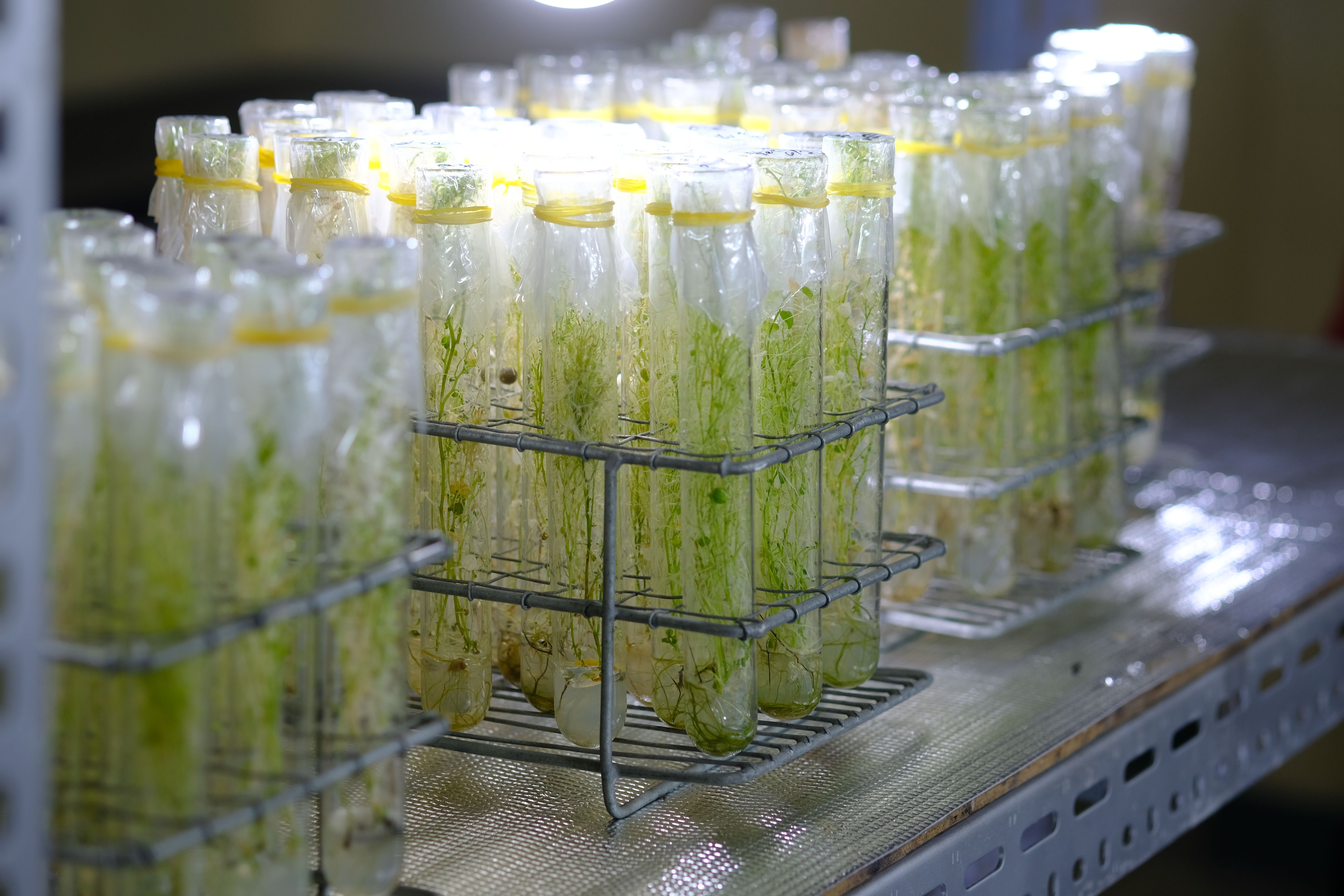 in vitro collection of transgenic potato plant and original varieties. tissue culture laboratory. Kultur jaringan kentang in vitro collection of transgenic potato plant and original varieties. tissue culture laboratory. Kultur jaringan kentang
