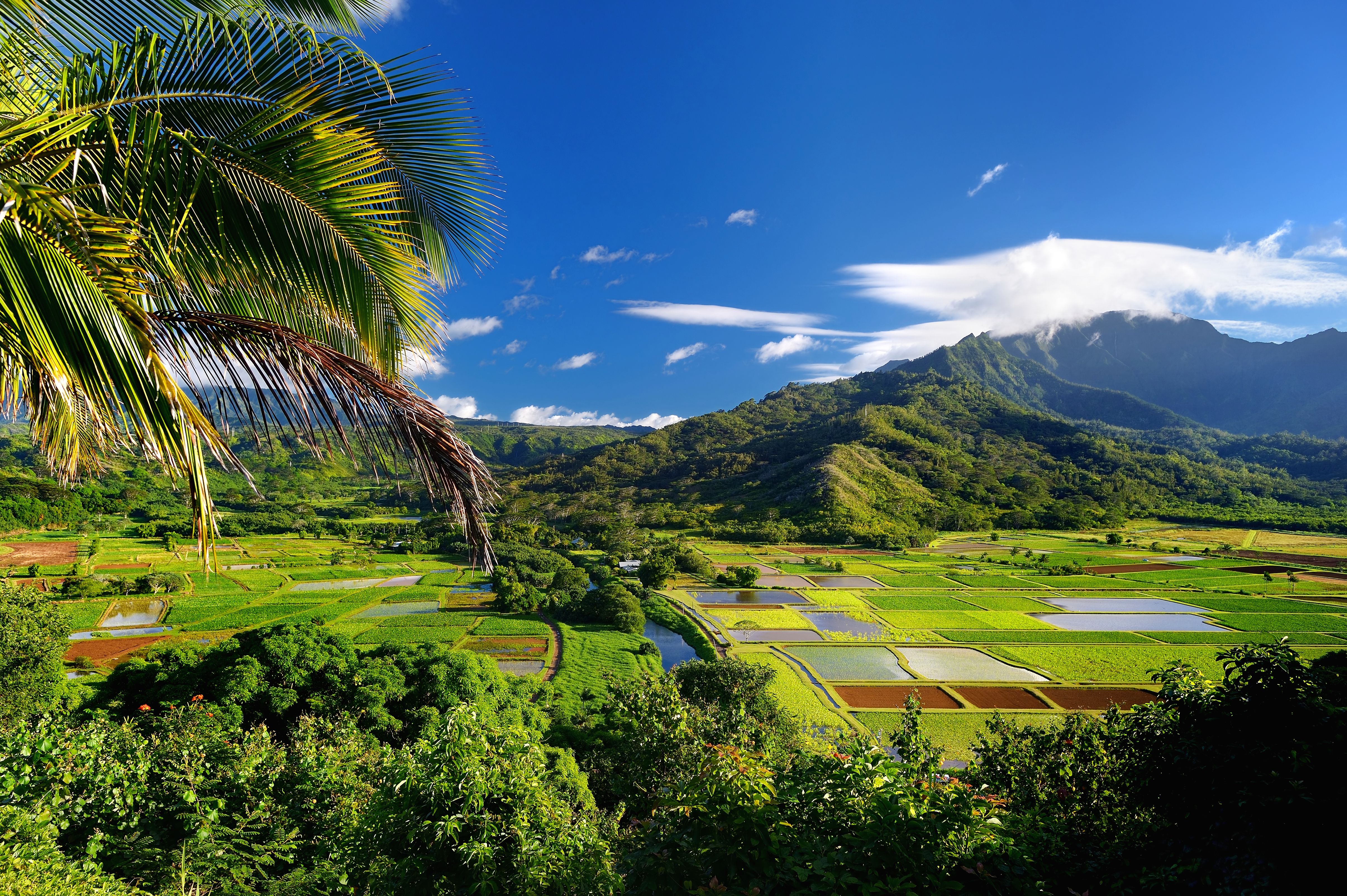 hawaiian farm