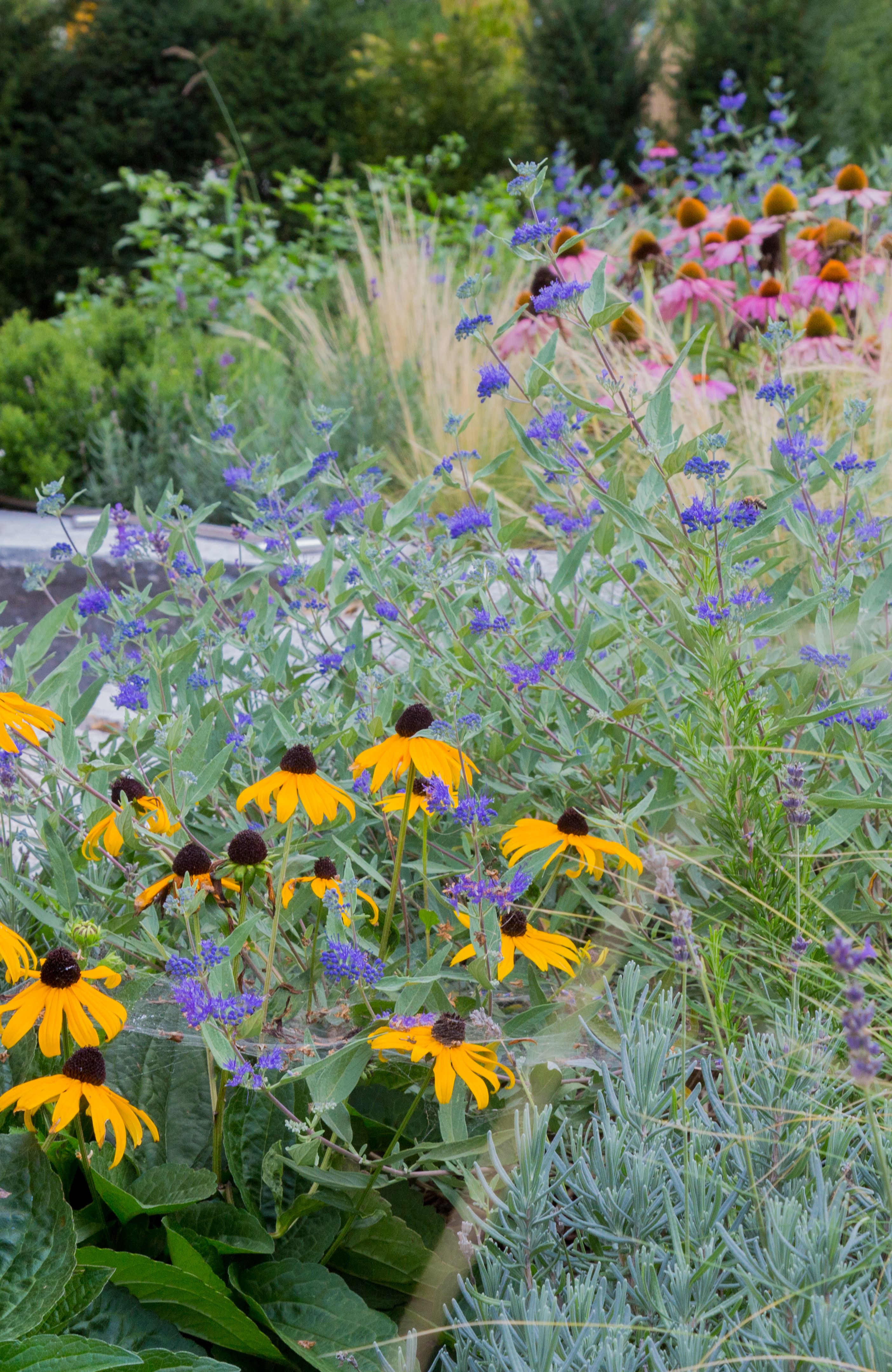 Landscaping: Flower bed with Echinacea Landscaping: Flower bed with Echinacea