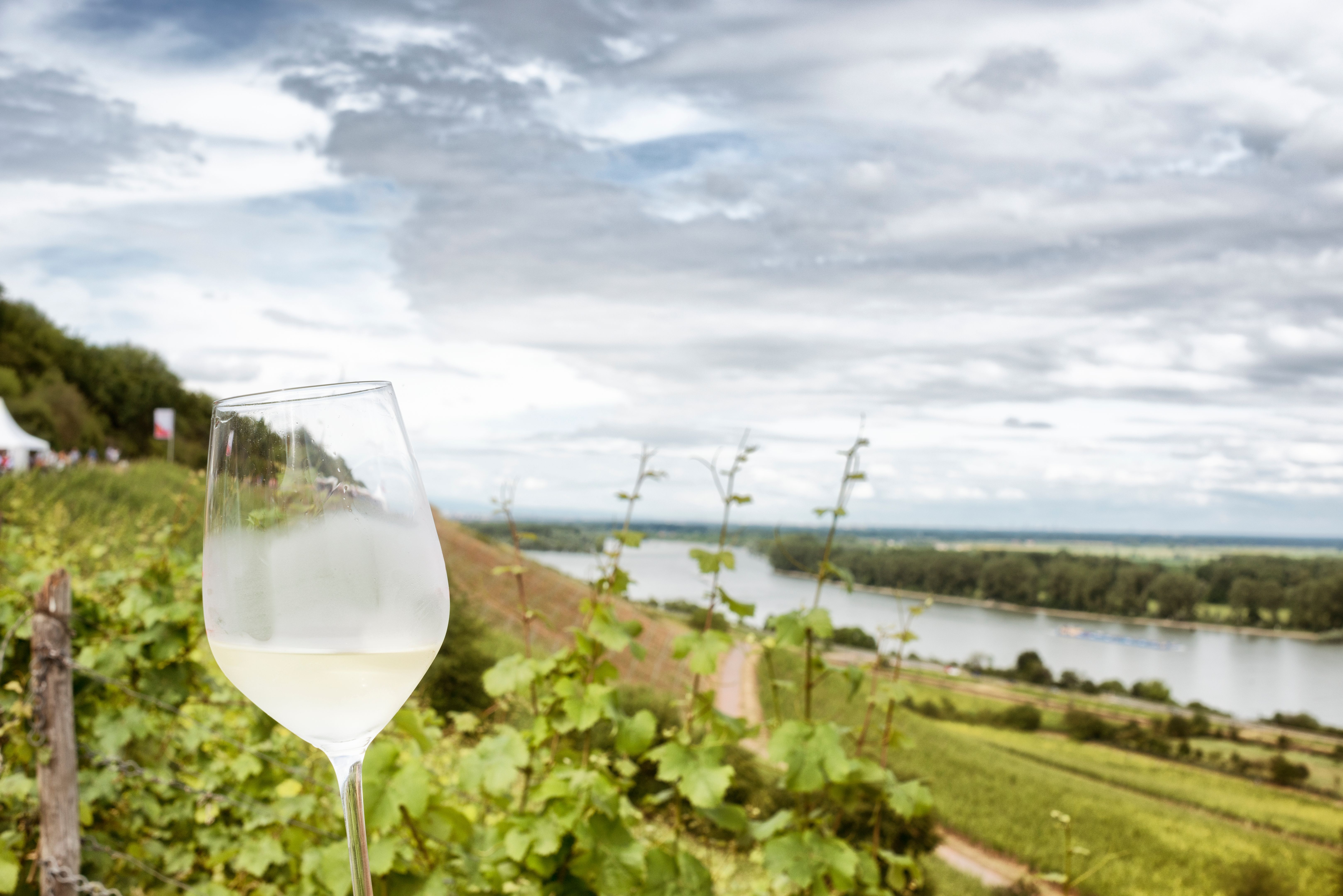 riesling wine